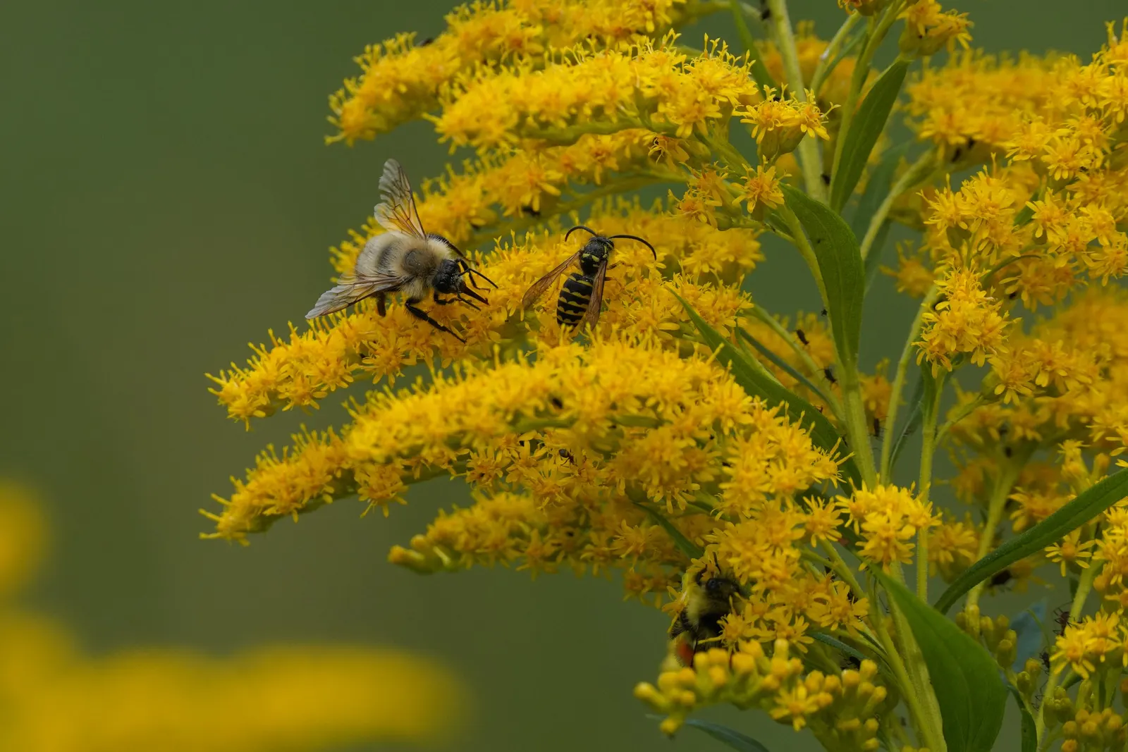 Canadian Goldenrod (Solidago Altissima) — you'll find Solidago altissima a versatile addition to your design; herbaceous perennial known for its towering stems