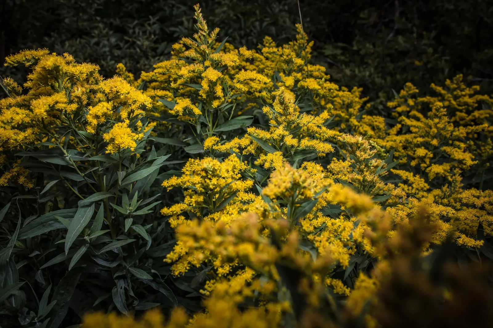 Canadian Goldenrod (Solidago Altissima) — Solidago altissima is a valuable plant for pollinators; although size can vary depending on growing, image 67