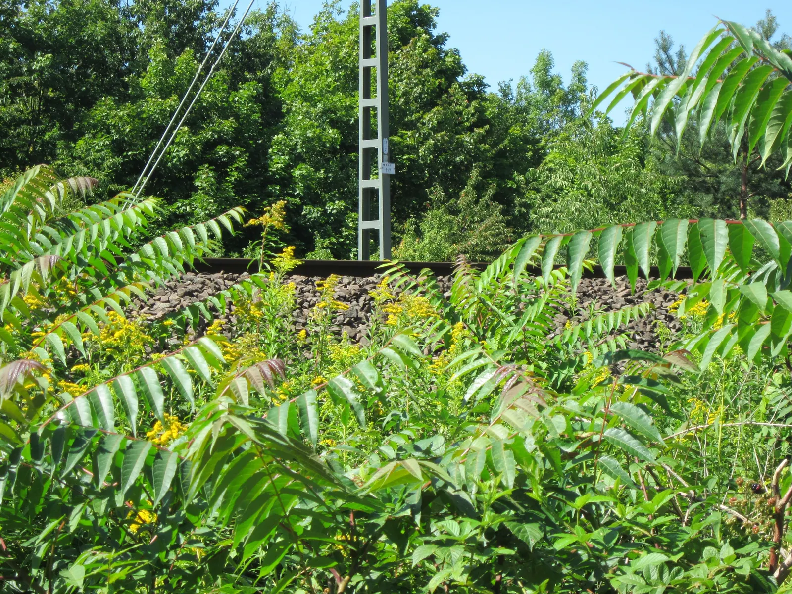 Canadian Goldenrod (Solidago Altissima) — with a typical height ranging from 2 to 6 feet and a spread of 2 to 4 feet