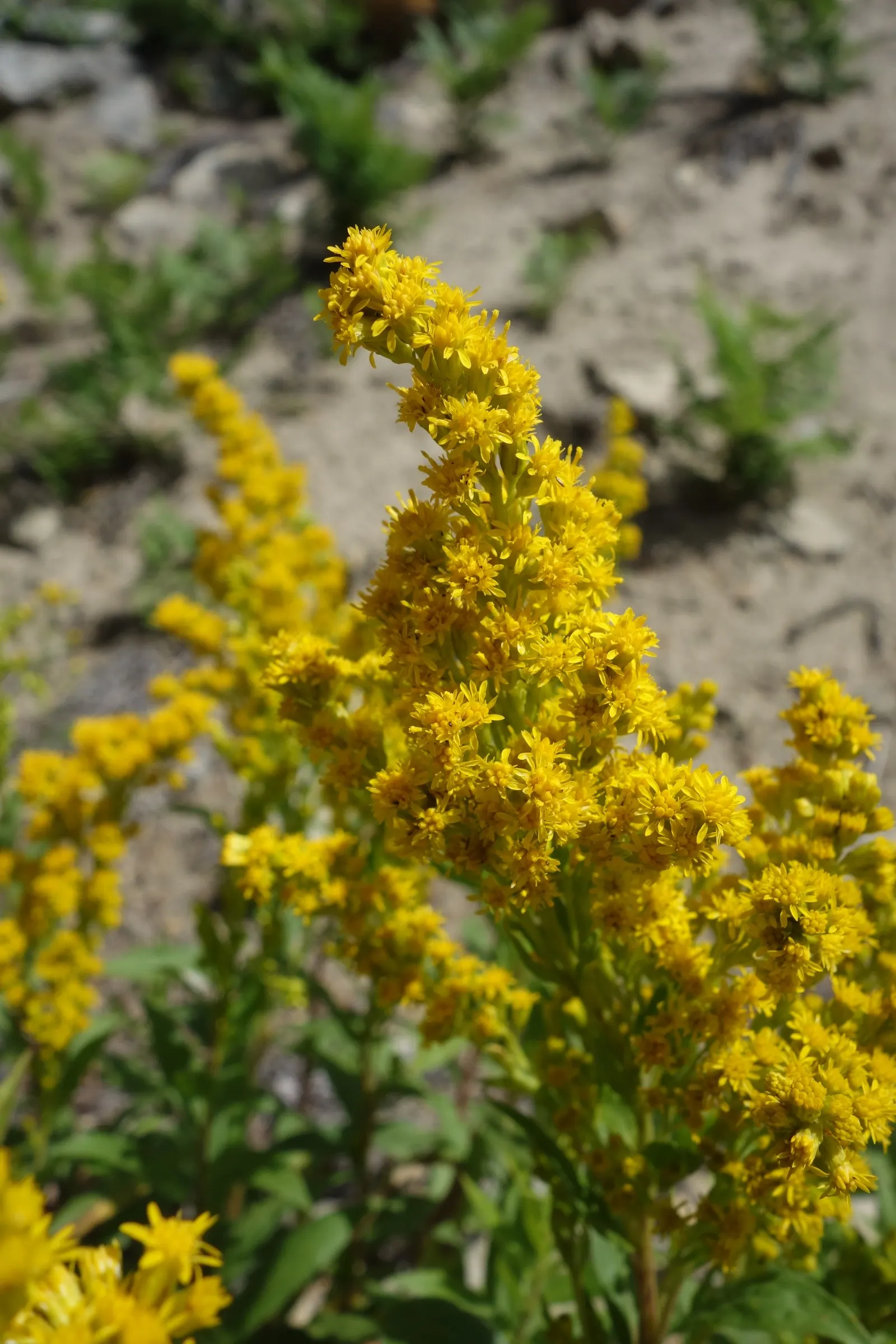 Canadian Goldenrod (Solidago Altissima) — offering a burst of color and vertical interest to any landscape design; gold and yellow flowers in the, image 55