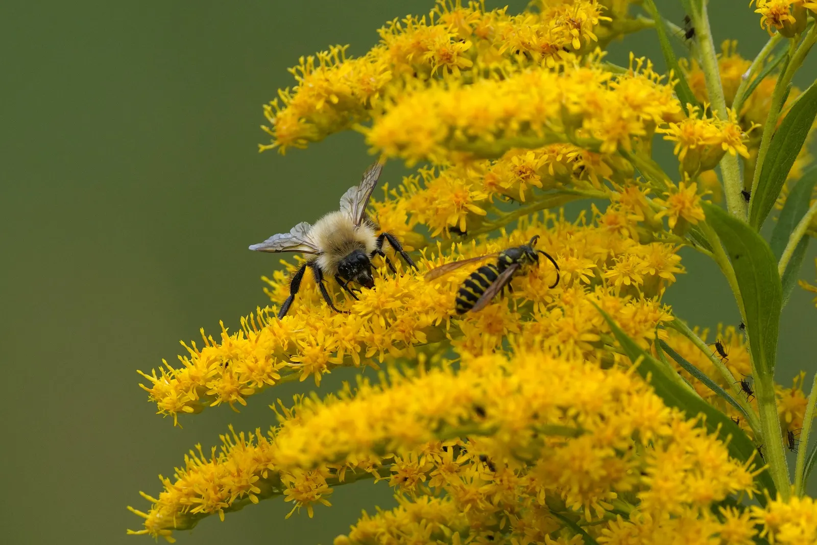 Canadian Goldenrod (Solidago Altissima) — perennial for full or half; goldenrods are not a significant allergen; their pollen is too heavy and sticky to be