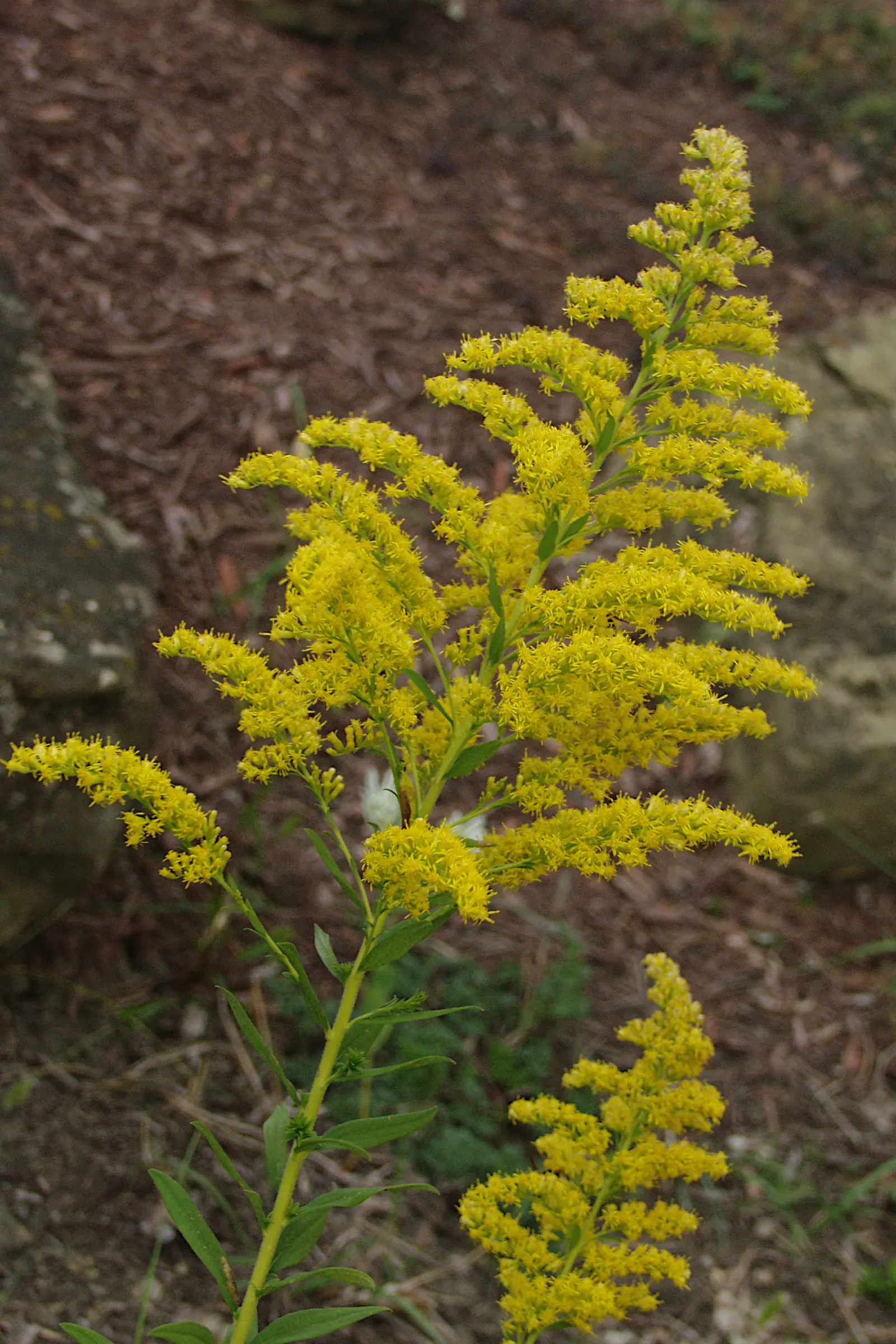 Canadian Goldenrod (Solidago Altissima) — This late-summer bloomer attracts pollinators and is ideal for naturalized areas; star-shaped flowers, image 150