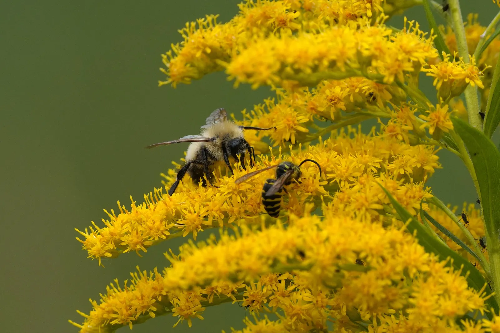 Canadian Goldenrod (Solidago Altissima) — with a typical height ranging from 2 to 6 feet and a spread of 2 to 4 feet; perfect for wildflower meadows, image 57