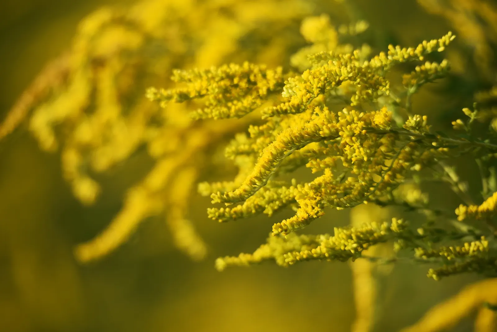 Canadian Goldenrod (Solidago Altissima) — Thriving in USDA Zones 3-9, it requires full sun to partial shade and well-drained soil; this North, image 125