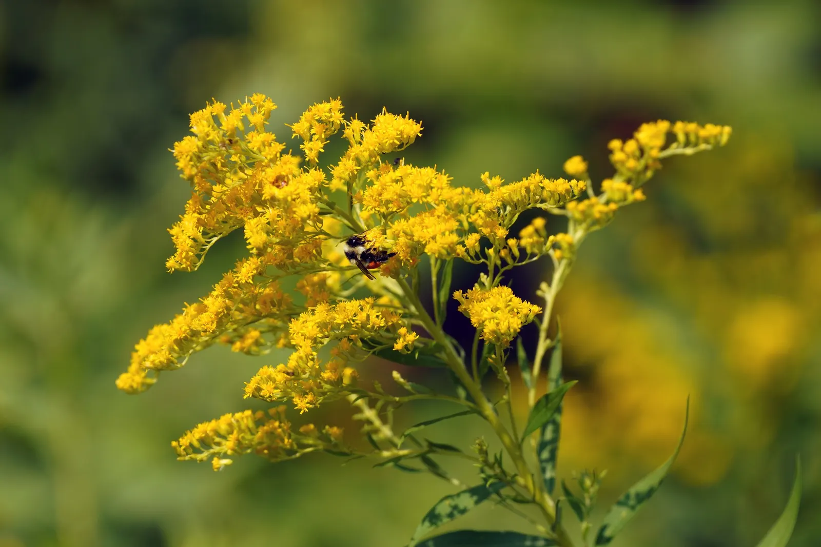 Canadian Goldenrod (Solidago Altissima) — Goldenrods are not a significant allergen; their pollen is too heavy and sticky to be carried far by the, image 165
