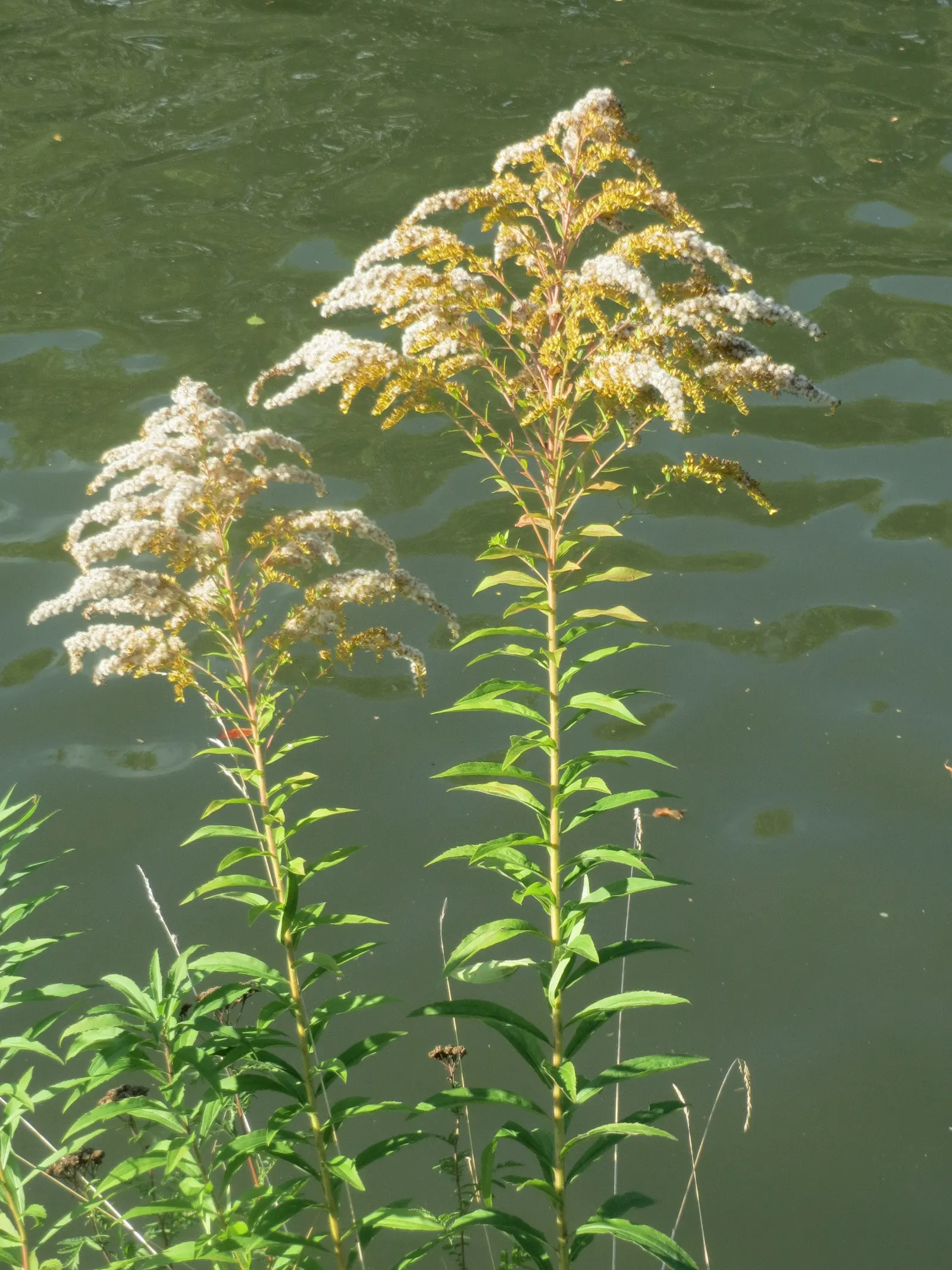 Canadian Goldenrod (Solidago Altissima) — with heights up to 7 feet