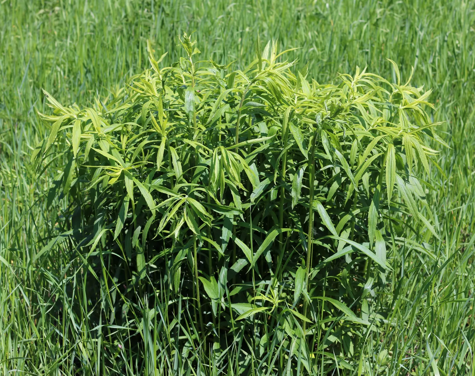 Canadian Goldenrod (Solidago Altissima) — <br><br>The Canadian Goldenrod is low maintenance, drought-tolerant, and thrives in full sun to partial, image 137