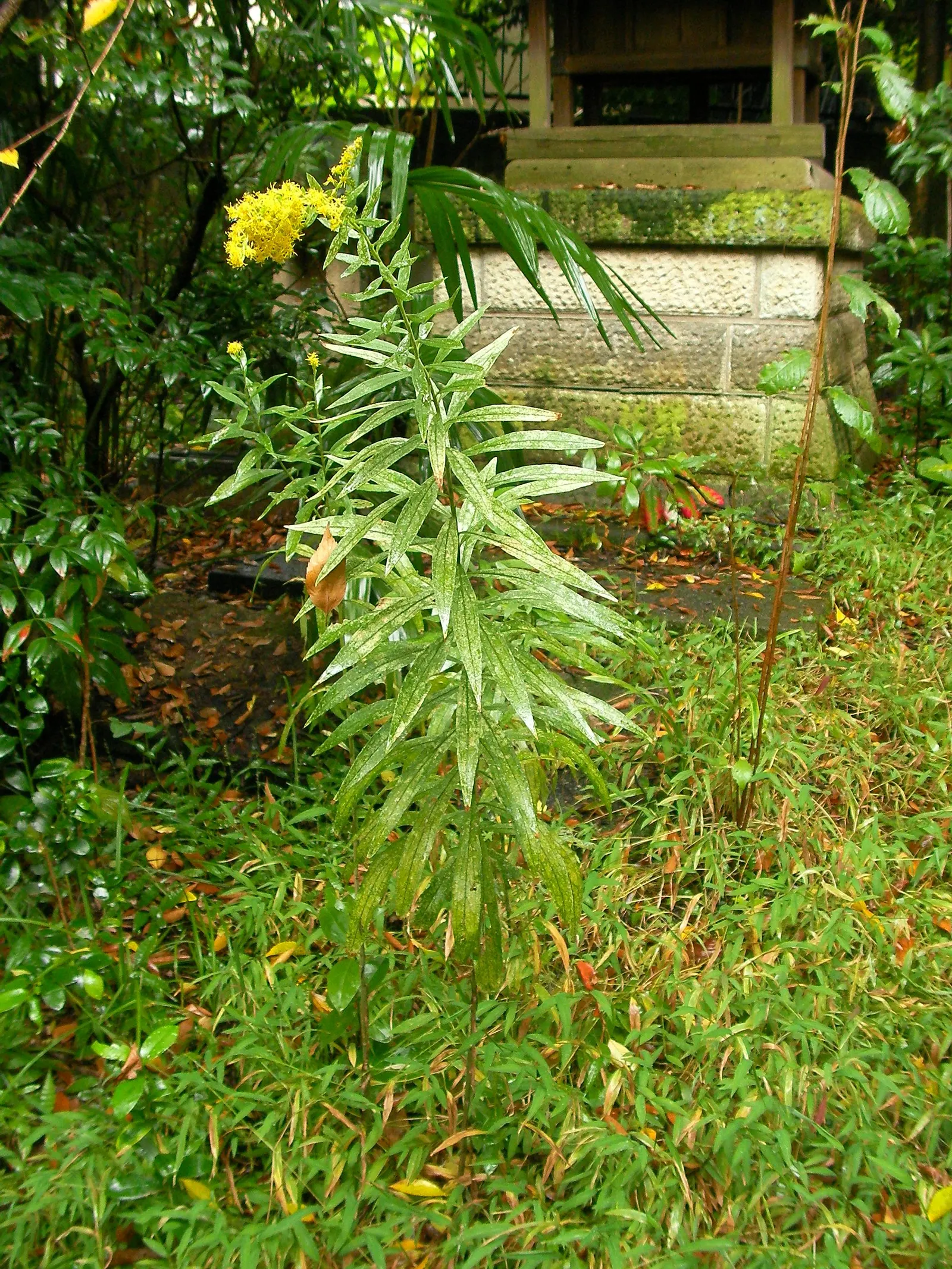 Canadian Goldenrod (Solidago Altissima) — pyramidal panicles atop stiff; which can grow up to 4 inches long, image 112