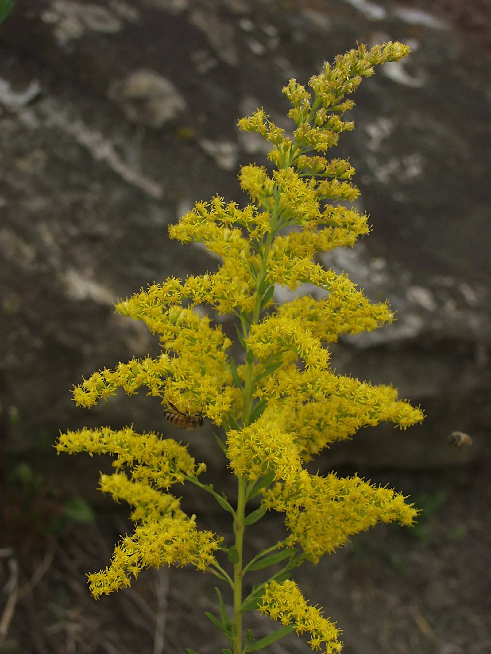 Canadian Goldenrod (Solidago Altissima) — despite common misconceptions