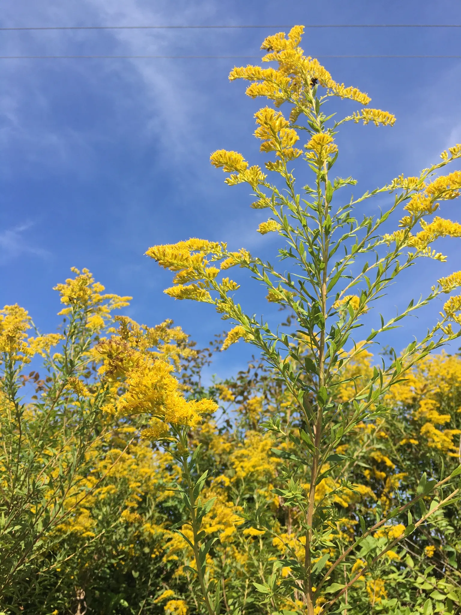 Canadian Goldenrod (Solidago Altissima) — offering a burst of color and vertical interest to any landscape design; gold and yellow flowers in the garden