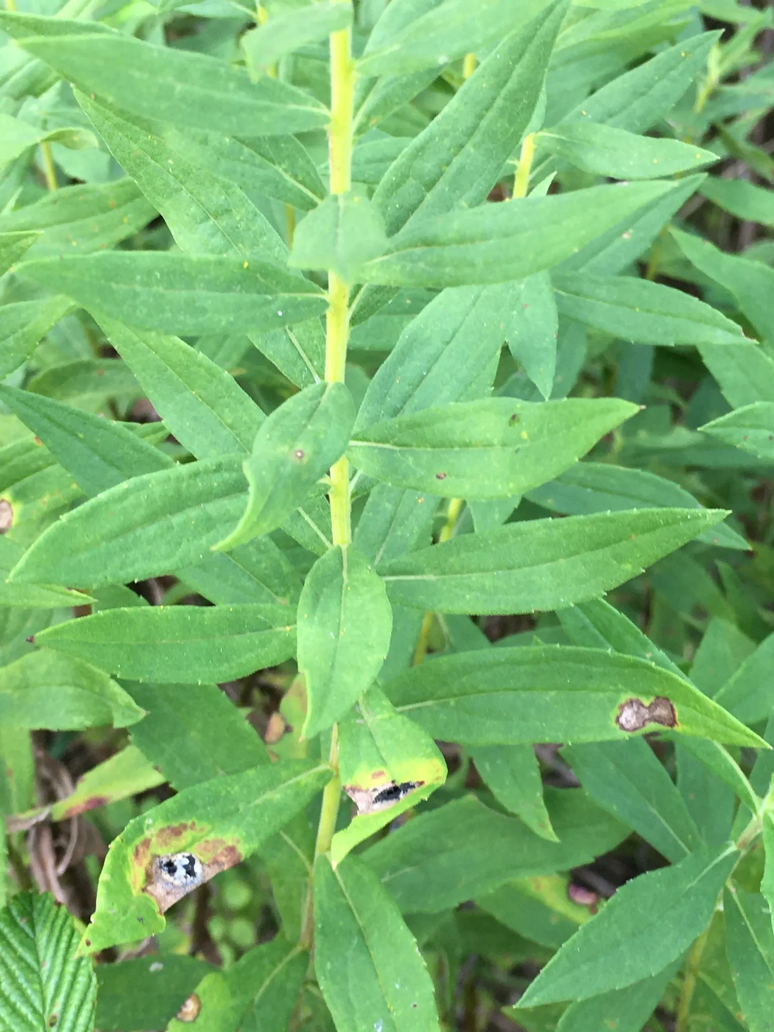 Canadian Goldenrod (Solidago Altissima) — perennial with gold and yellow blooms; provide a lush backdrop for the numerous tiny, image 71