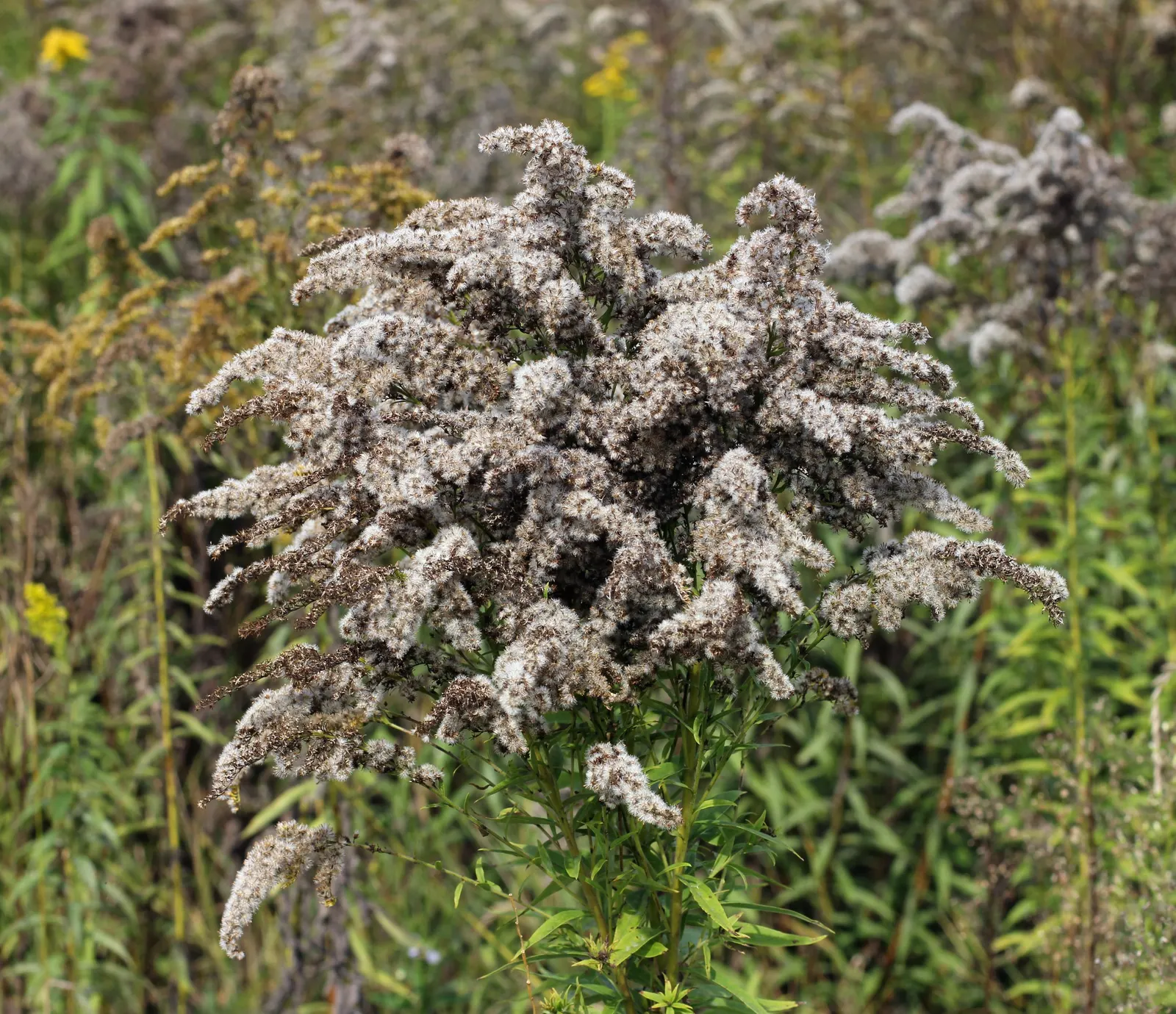 Canadian Goldenrod (Solidago Altissima) — Thriving in USDA Zones 3-9, it requires full sun to partial shade and well-drained soil; this North American native