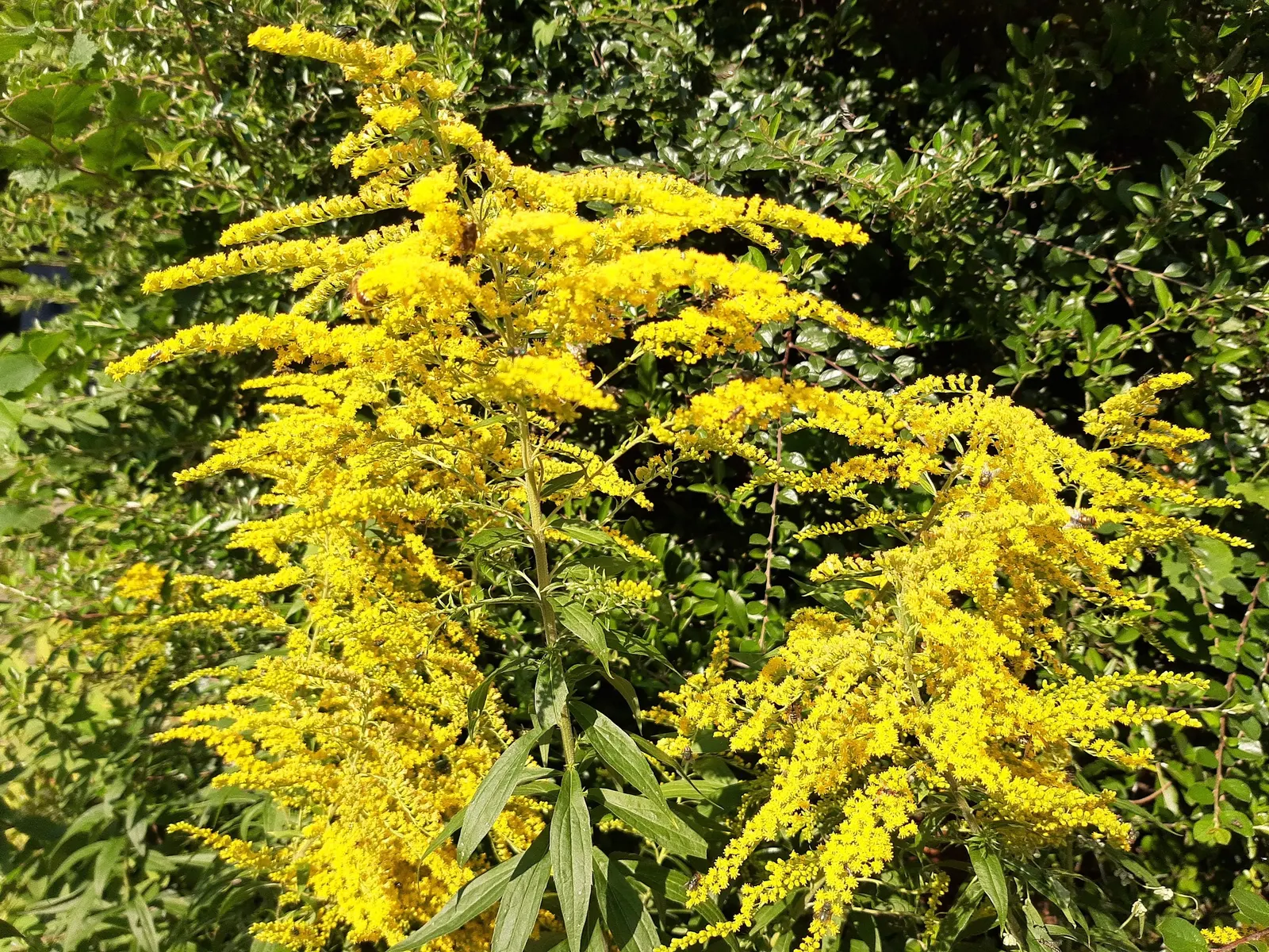 Canadian Goldenrod (Solidago Altissima) — herbaceous perennial known for its towering stems; you'll find Solidago altissima a versatile addition to, image 146