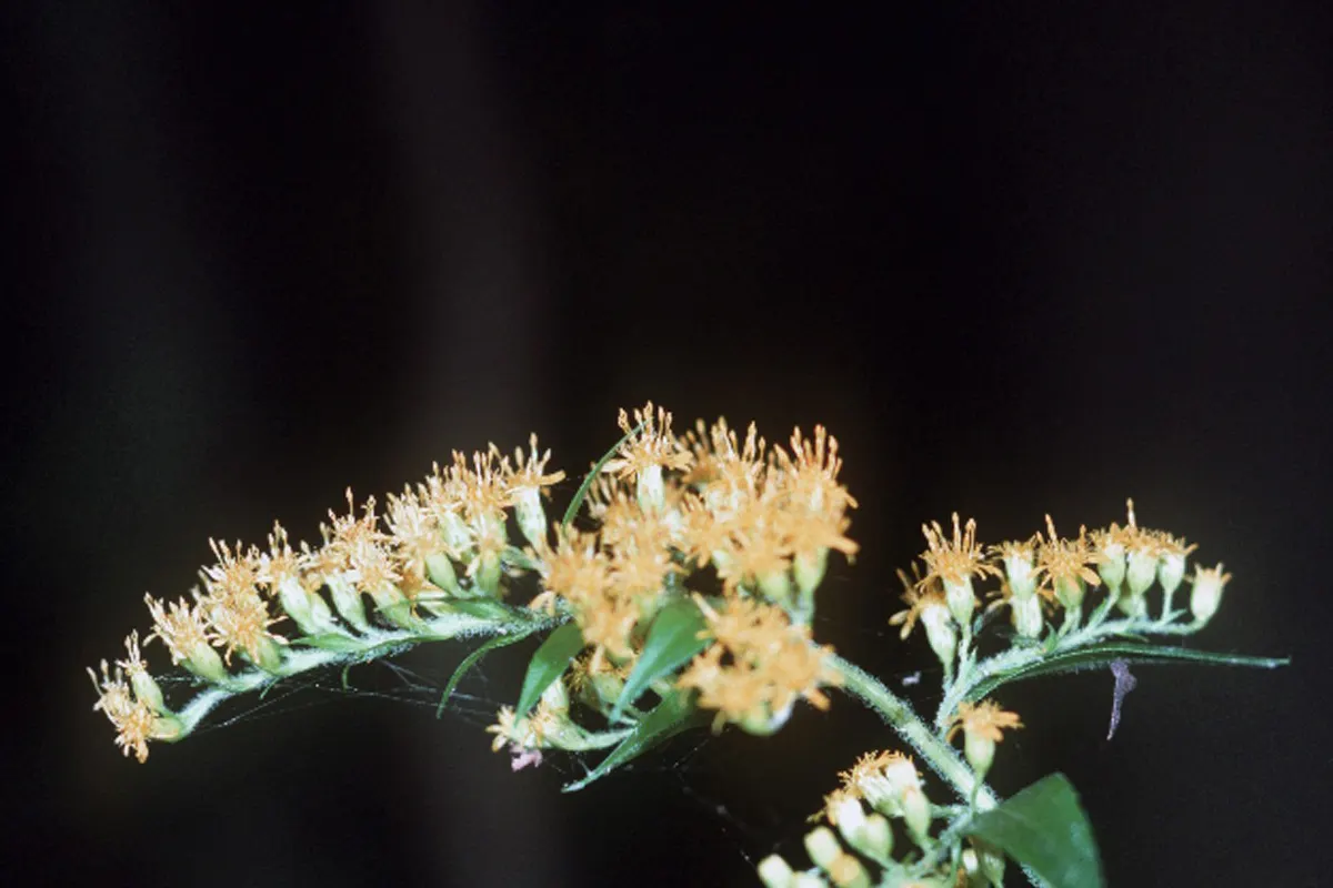 Canadian Goldenrod (Solidago Altissima) — herbaceous perennial known for its towering stems; you'll find Solidago altissima a versatile addition to, image 122