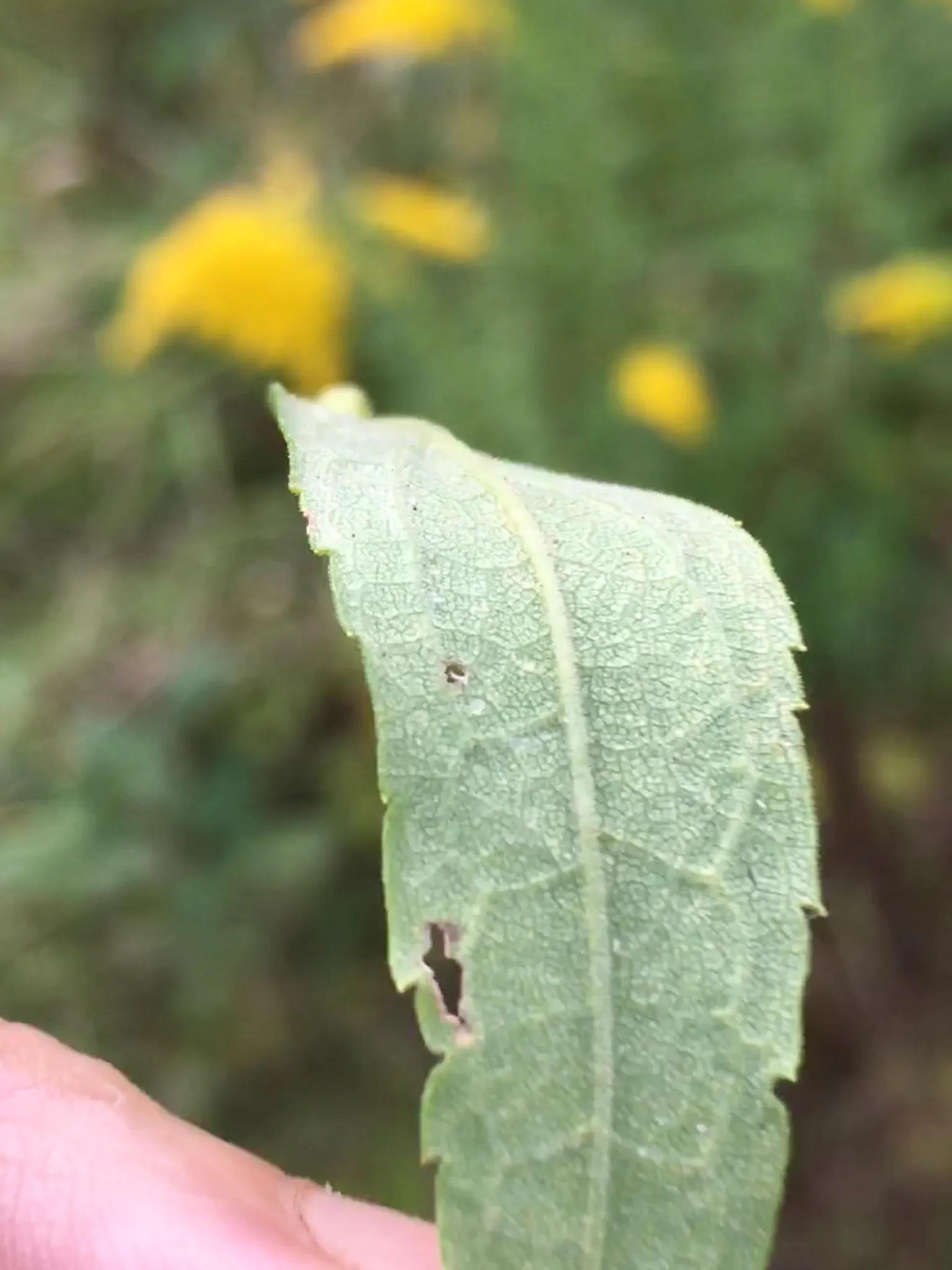 Canadian Goldenrod (Solidago Altissima) — which can grow up to 4 inches long; pyramidal panicles atop stiff, image 61