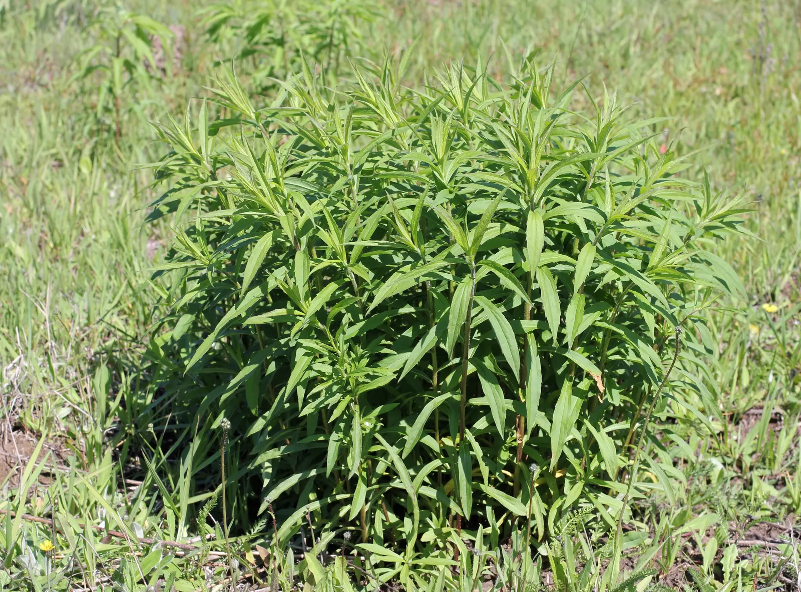 Canadian Goldenrod (Solidago Altissima) — star-shaped flowers that form crowded; this late-summer bloomer attracts pollinators and is ideal for, image 111