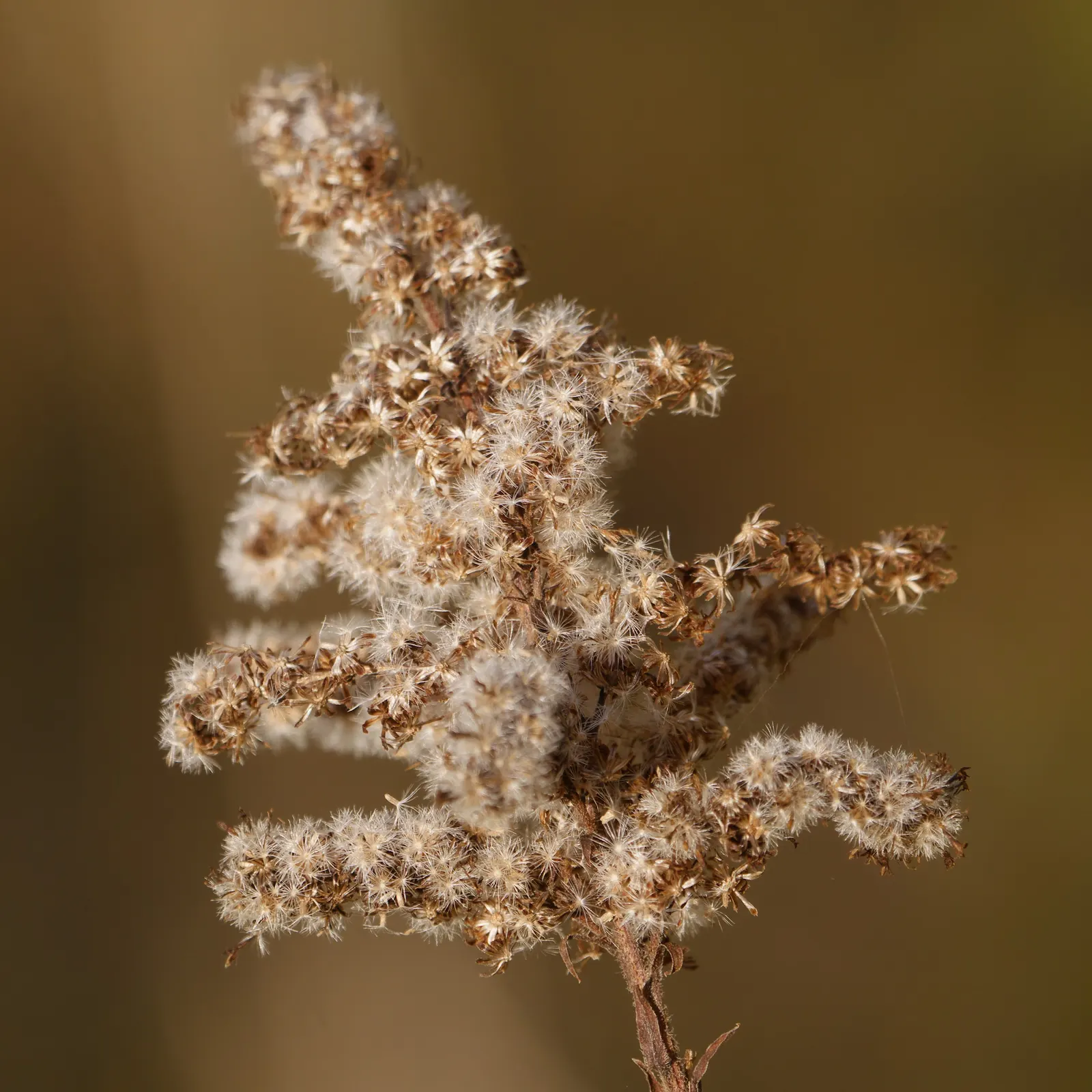 Canadian Goldenrod (Solidago Altissima) — offering a burst of color and vertical interest to any landscape design; gold and yellow flowers in the, image 103