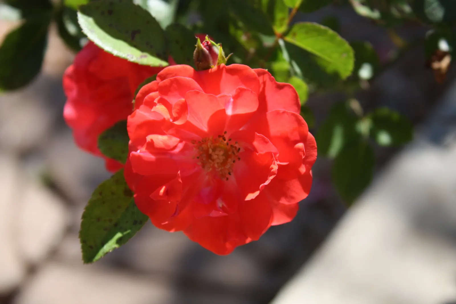 Coral Drift Rose (Rosa 'Coral Drift') — which flourish from spring to frost