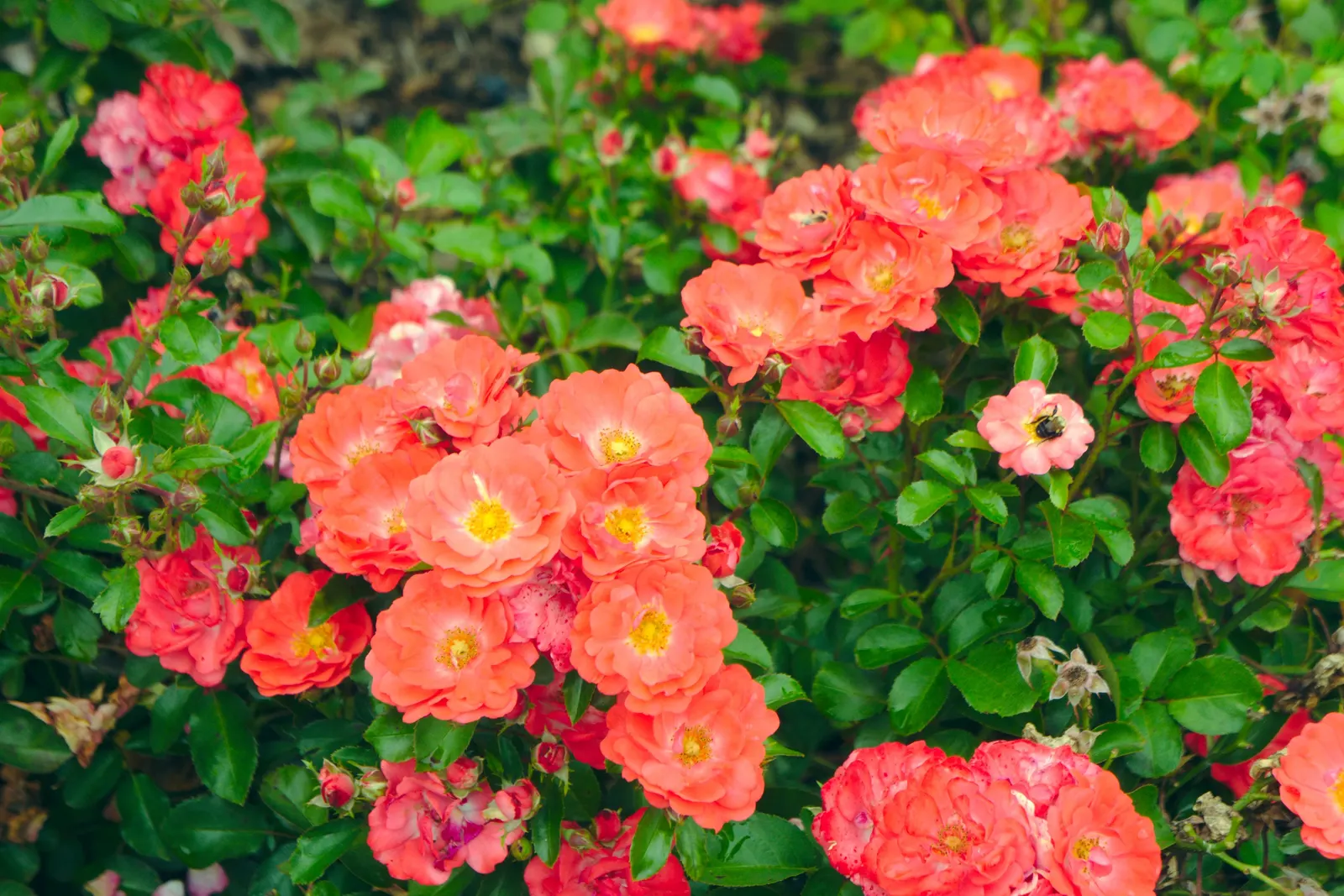Coral Drift Rose (Rosa 'Coral Drift') — Rosa 'Coral Drift' features vibrant coral-orange blooms