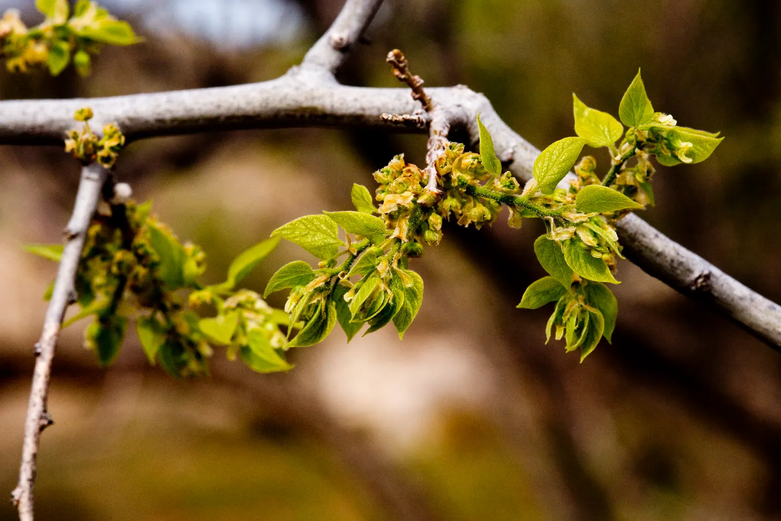 Netleaf Hackberry (Celtis Reticulata) — The Netleaf Hackberry (Celtis reticulata) is a hardy
