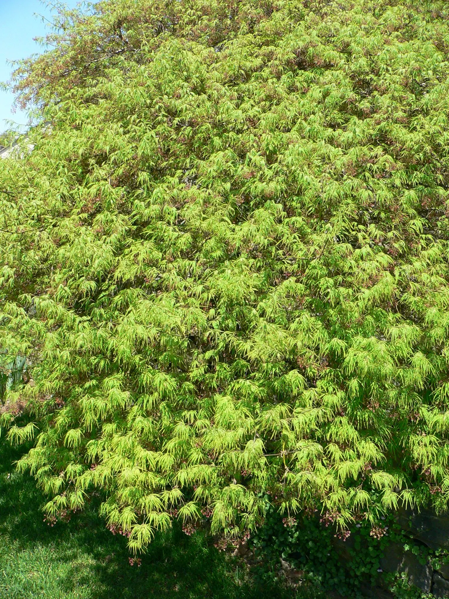Waterfall Japanese Maple (Acer Palmatum 'Waterfall') — lacy leaves that turn golden-yellow with hints of crimson in fall