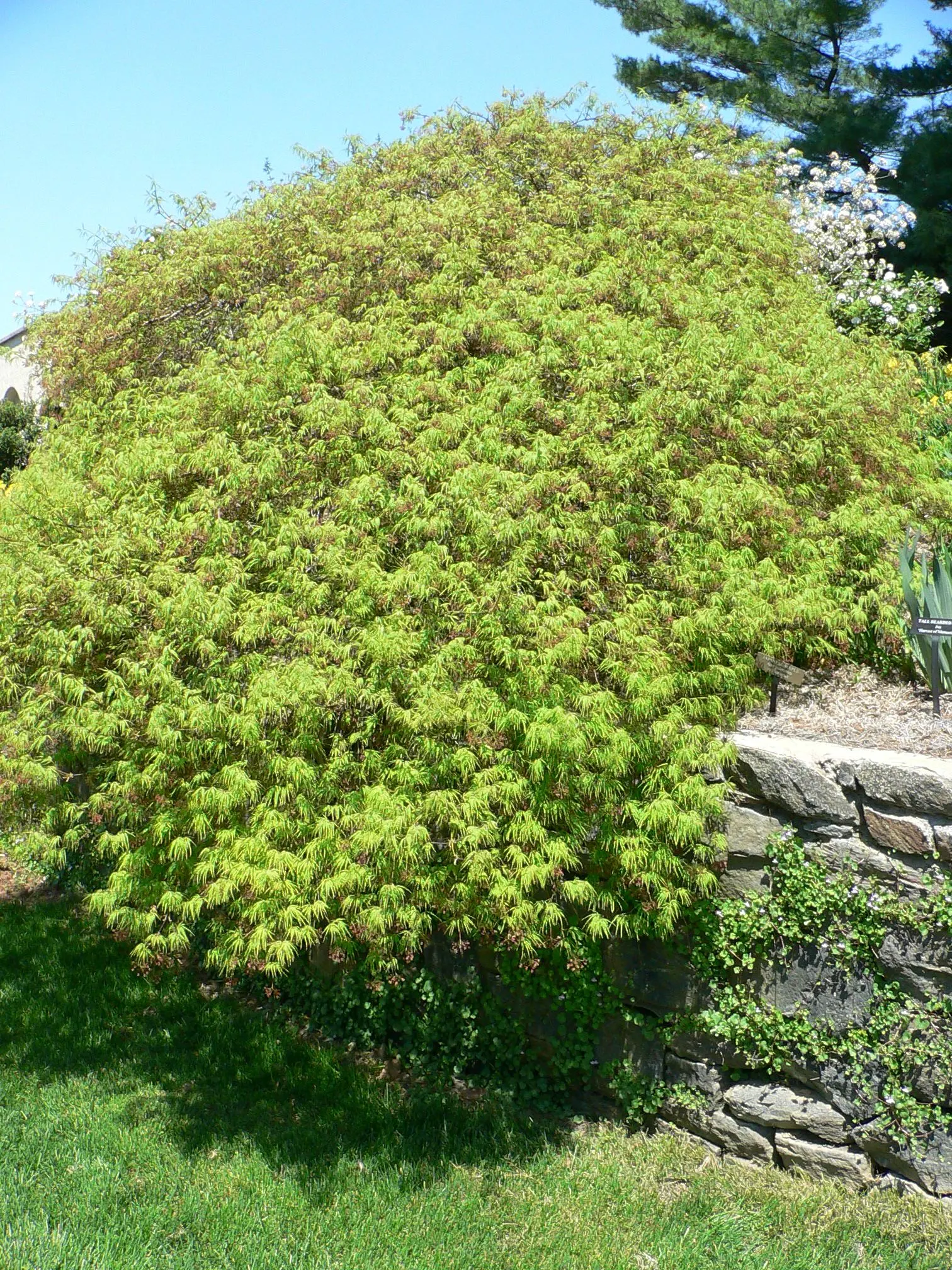 Waterfall Japanese Maple (Acer Palmatum 'Waterfall') — It thrives in USDA zones 5-8, reaches a mature height and spread of 6 to 8 feet, and prefers partial