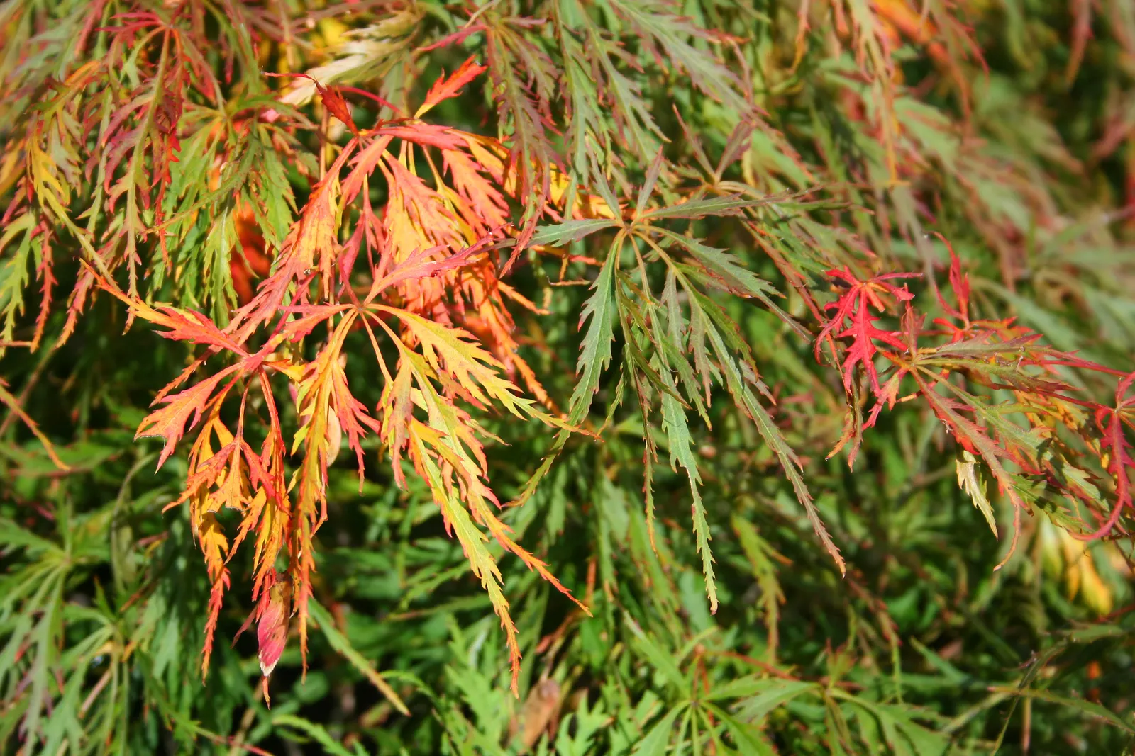 Waterfall Japanese Maple (Acer Palmatum 'Waterfall') — a cascading Japanese maple