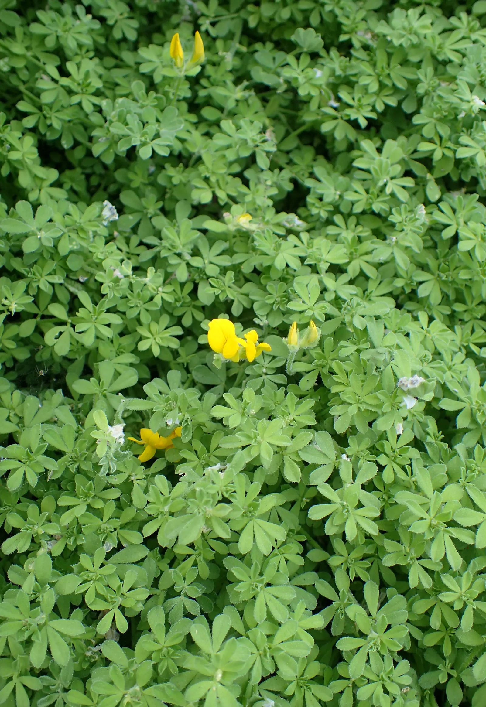 Canary Island Lotus (Lotus Maculatus) — Drought-tolerant once established