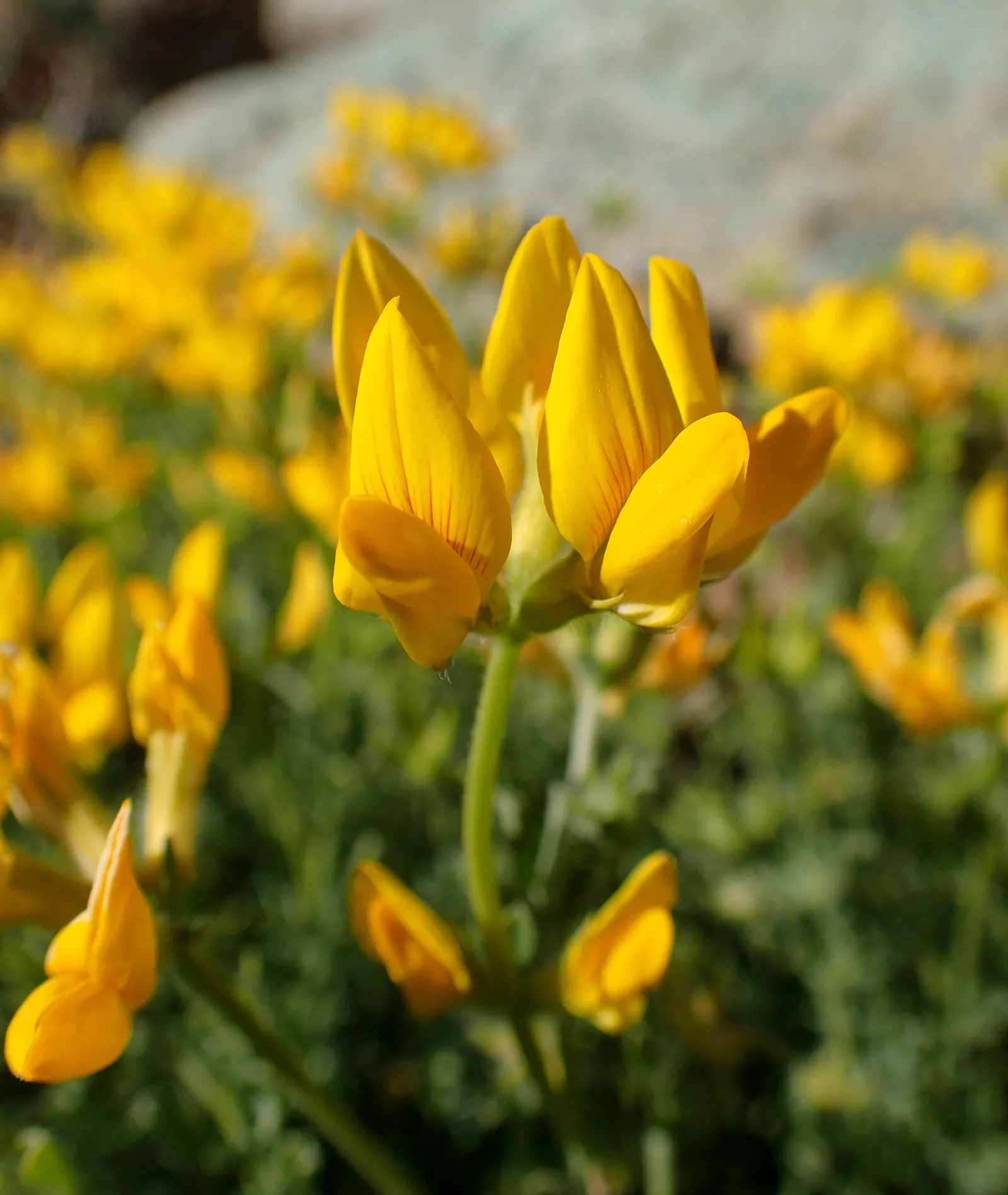 Canary Island Lotus (Lotus Maculatus) — Full sun exposure is essential for optimal growth and flowering; thus; it blooms profusely from late spring to summer