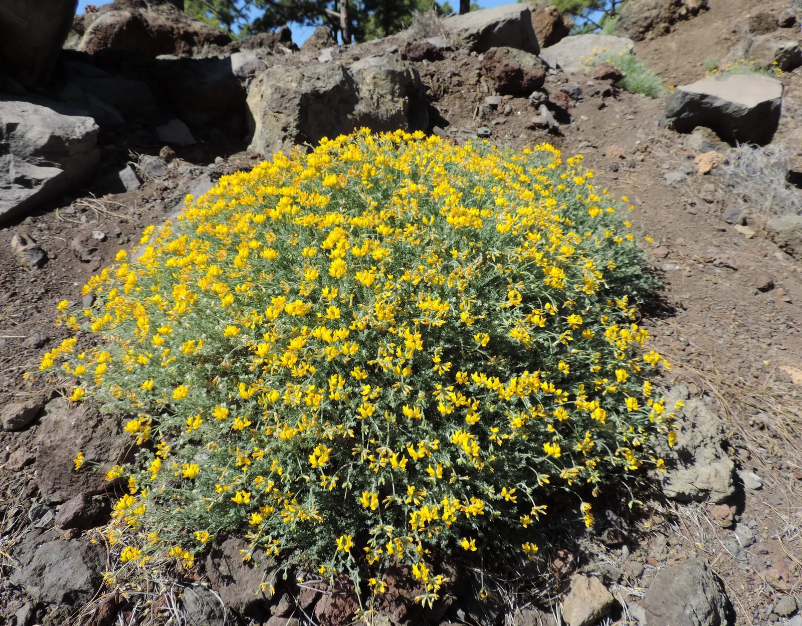 Canary Island Lotus (Lotus Maculatus) — This plant favors well-drained soil and tolerates drought; making it an excellent choice for xeriscaping or areas with