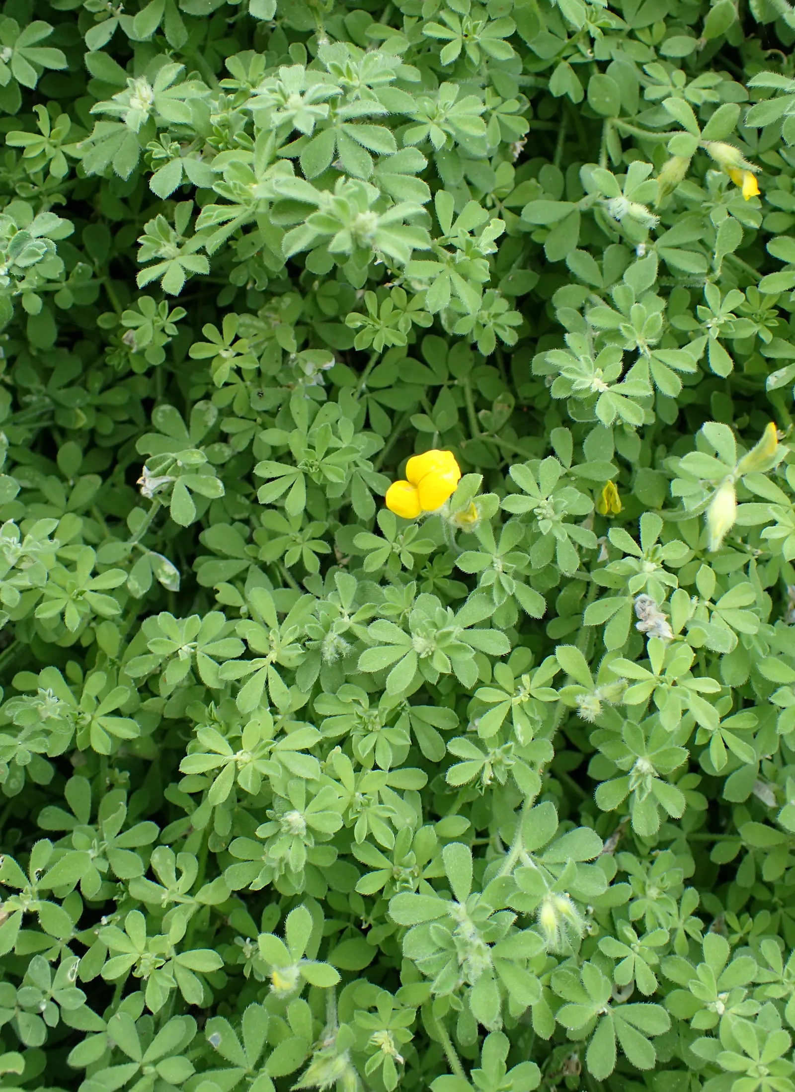 Canary Island Lotus (Lotus Maculatus) — or coastal garden settings