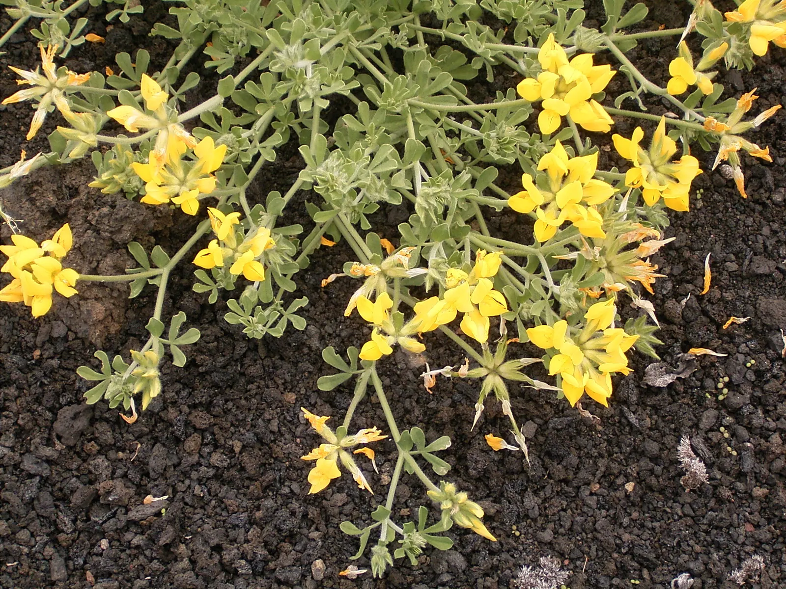 Canary Island Lotus (Lotus Maculatus) — ground cover / perennial for full or half