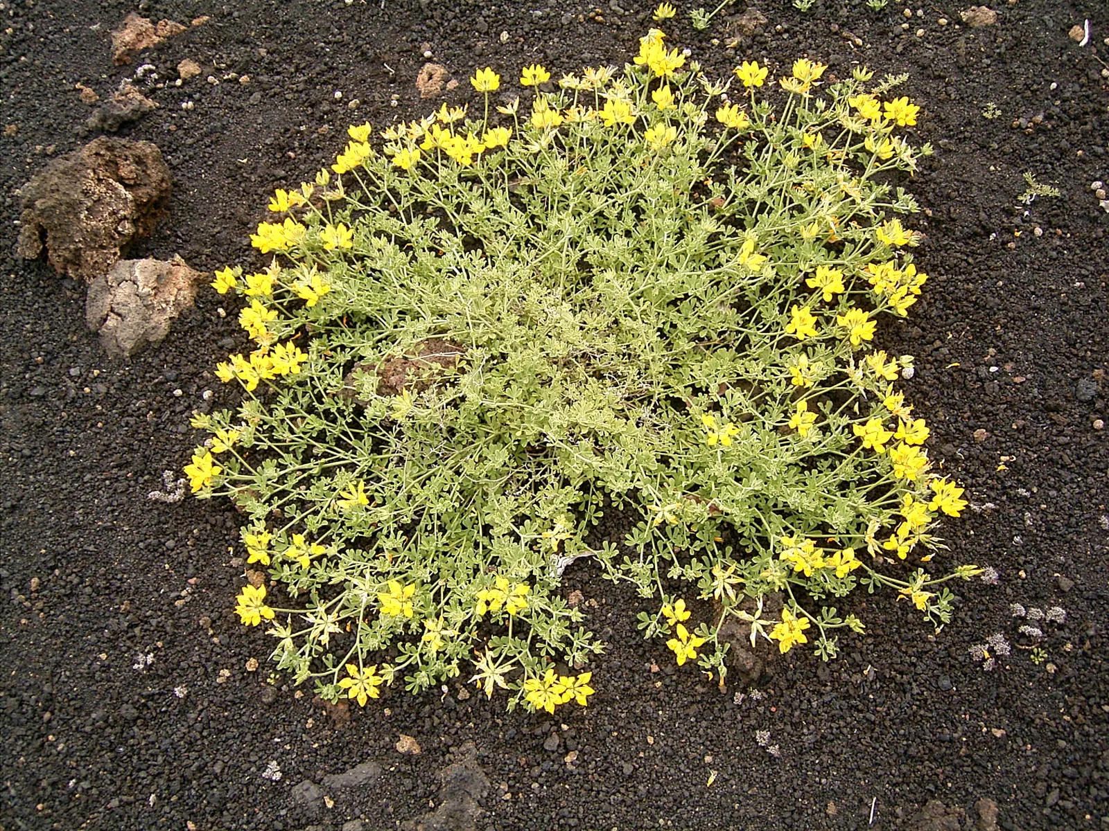 Canary Island Lotus (Lotus Maculatus) — Drought-tolerant once established; ground cover / perennial for full or half