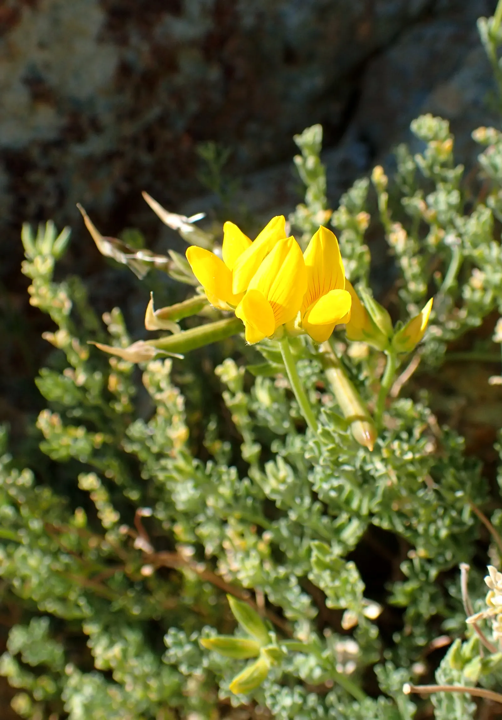 Canary Island Lotus (Lotus Maculatus) — ground cover / perennial for full or half; or coastal garden settings
