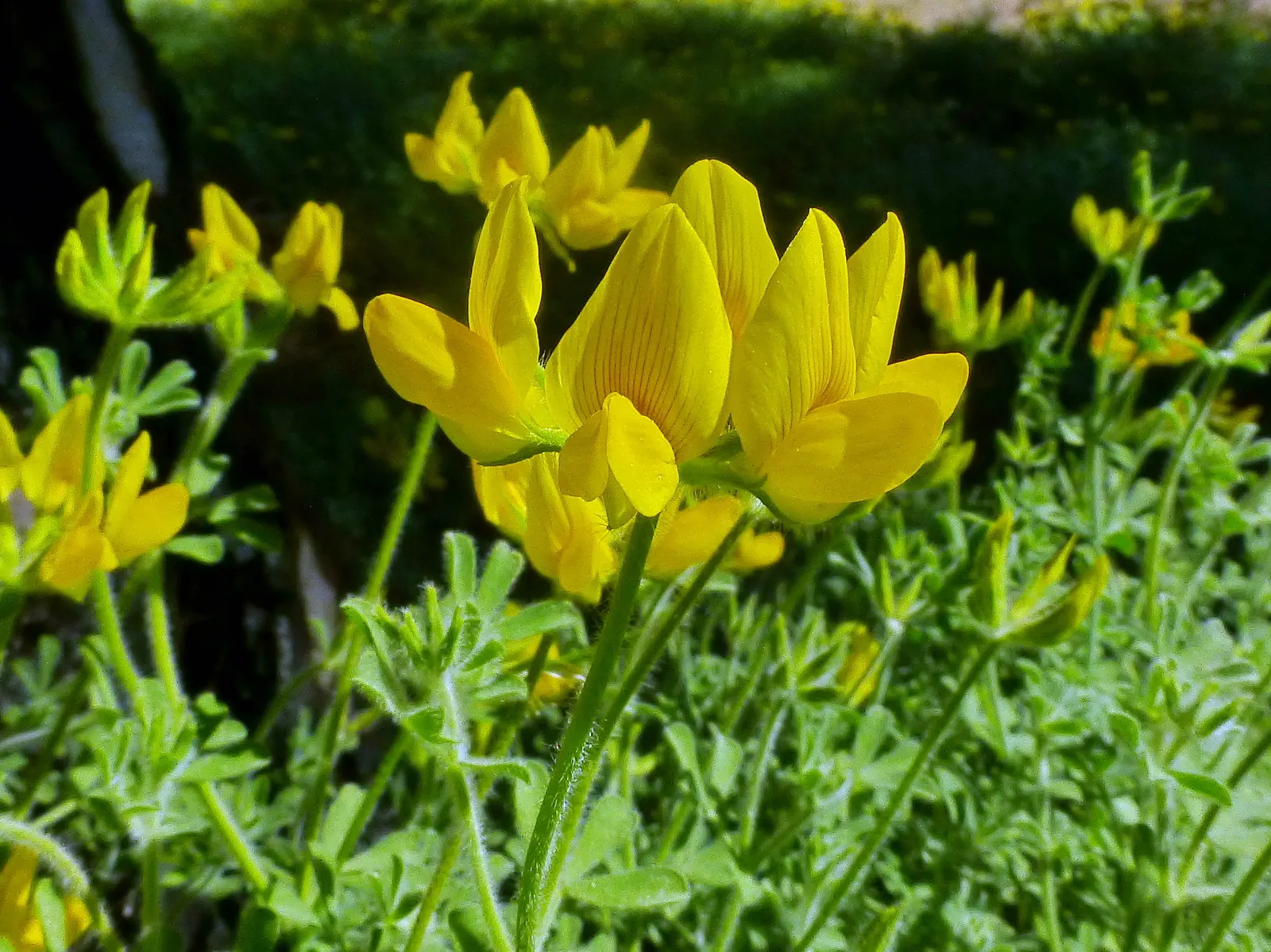 Canary Island Lotus (Lotus Maculatus) — resembling parrot's beaks