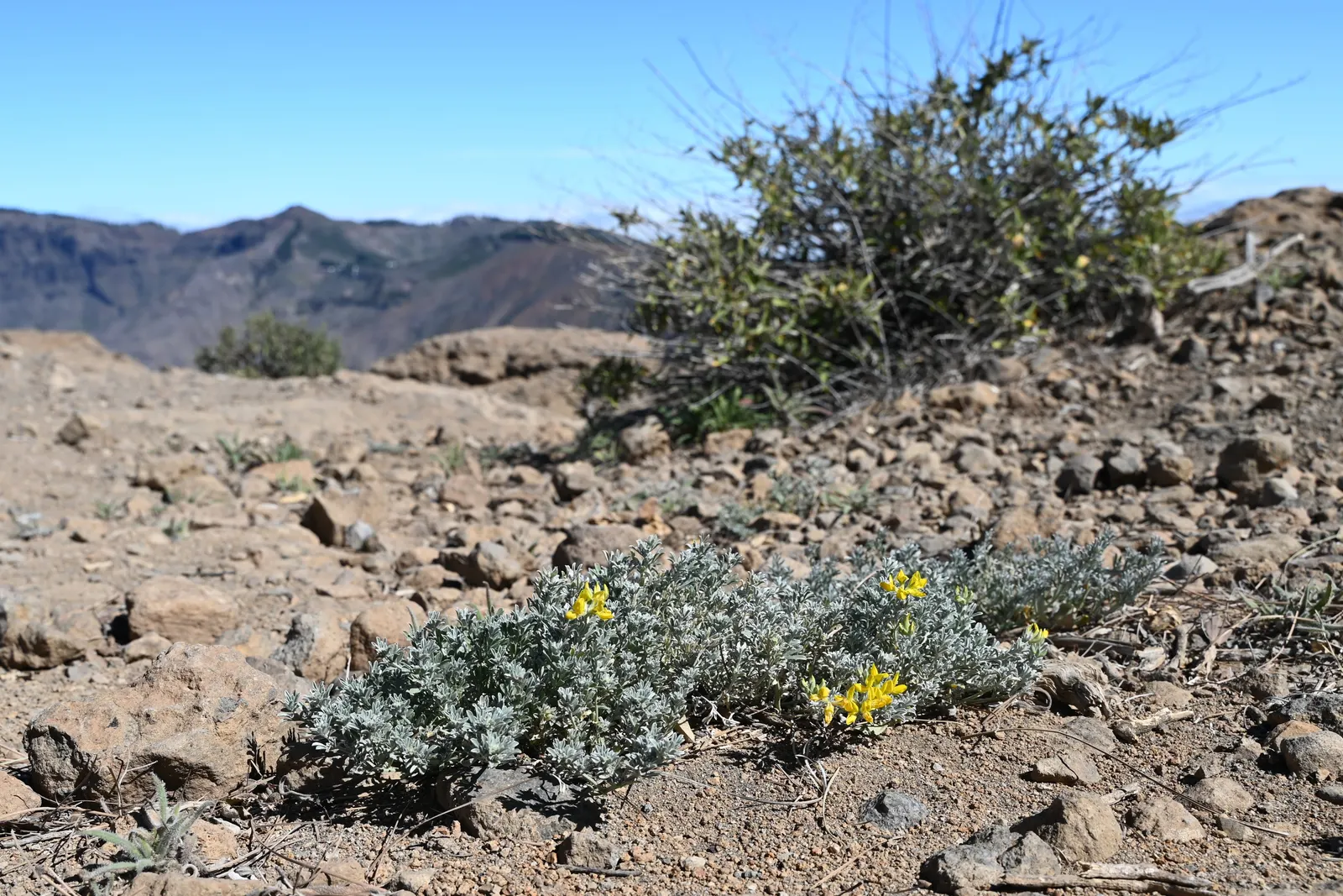 Canary Island Lotus (Lotus Maculatus) — It displays vibrant yellow-orange, parrot-beak flowers amidst soft, silvery-green foliage; full sun exposure is
