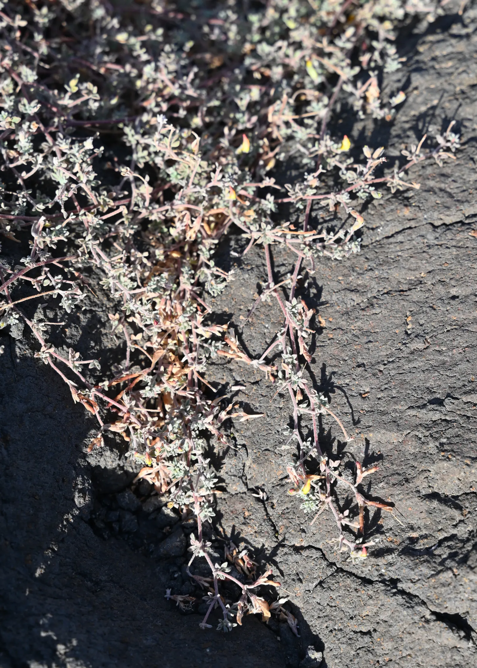 Canary Island Lotus (Lotus Maculatus) — Thriving in USDA Hardiness Zones 9-11