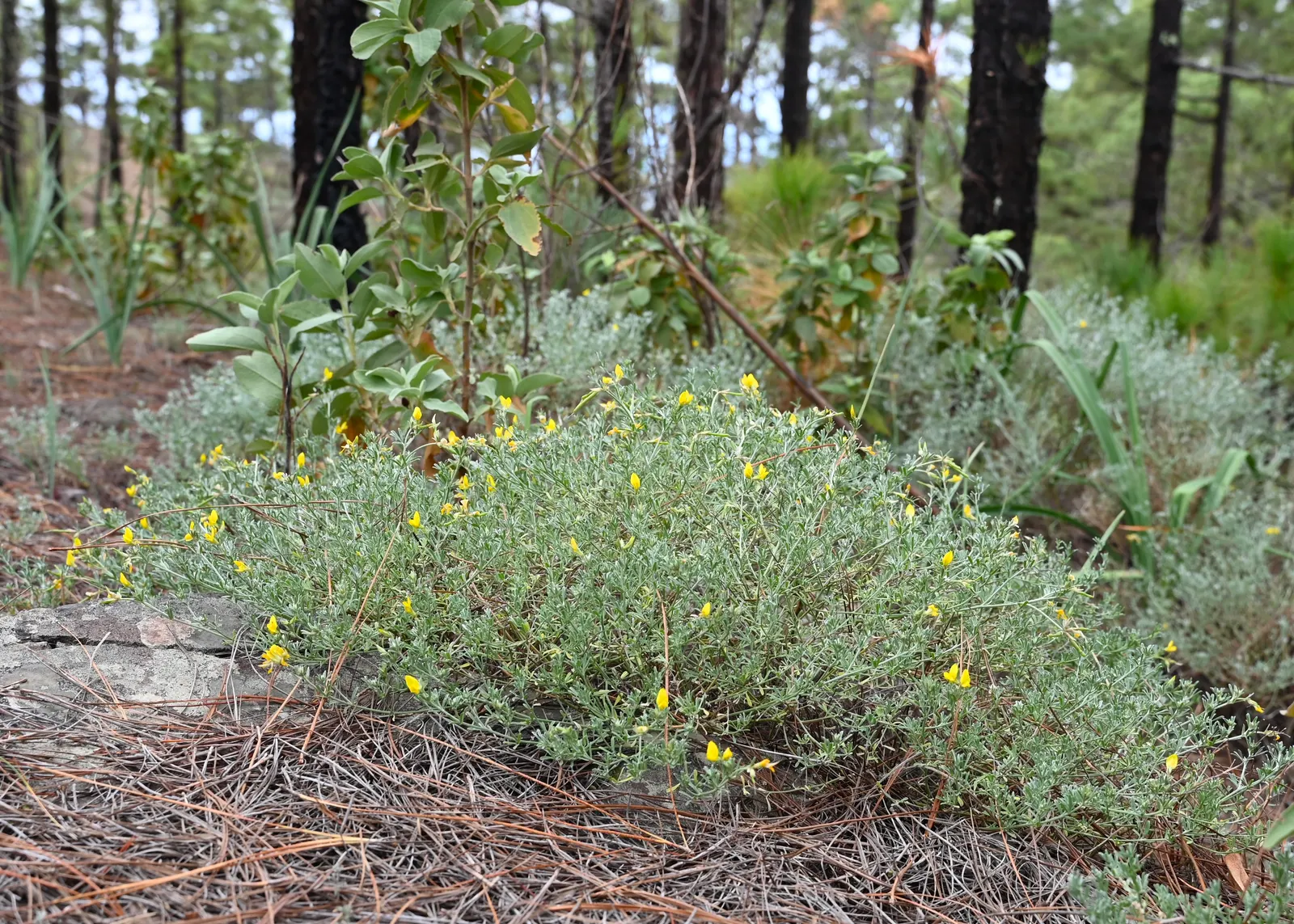 Canary Island Lotus (Lotus Maculatus) — It displays vibrant yellow-orange, parrot-beak flowers amidst soft, silvery-green foliage; full sun, image 49