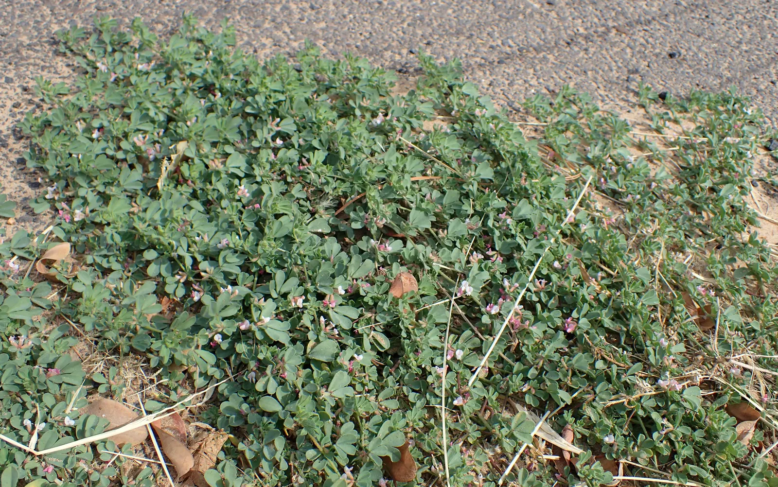 Canary Island Lotus (Lotus Maculatus) — stress the low maintenance aspect of Lotus maculatus and its ability to bring a burst of color to rockeries; resembling