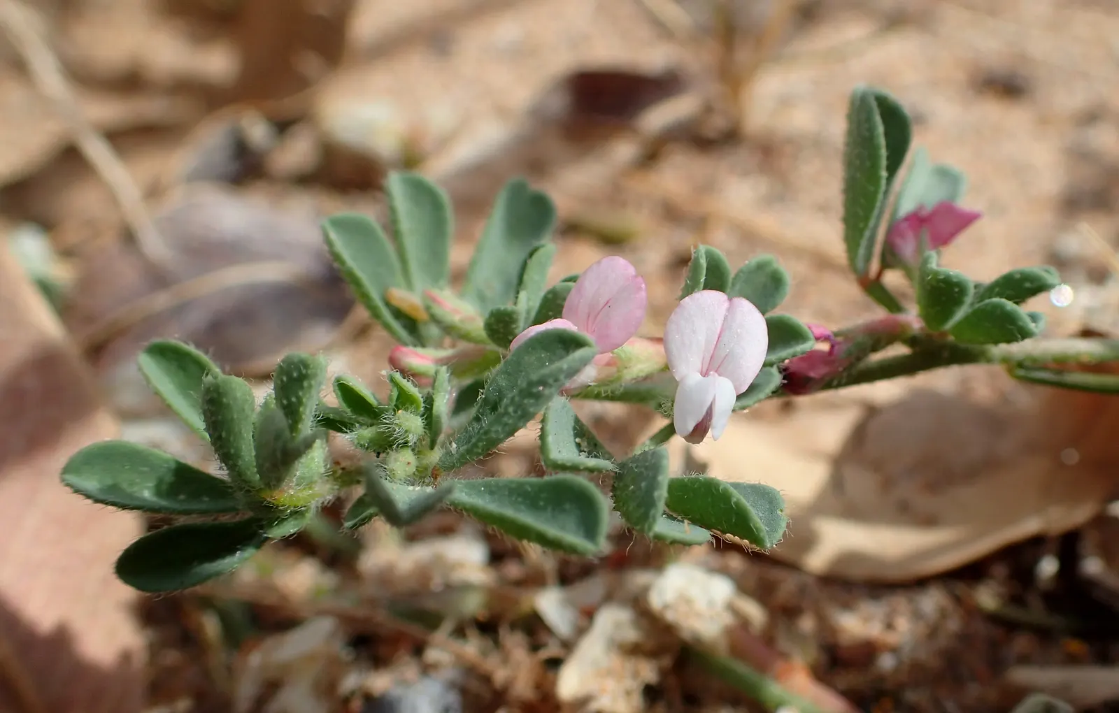 Canary Island Lotus (Lotus Maculatus) — The flowers bloom prolifically from late spring through summer