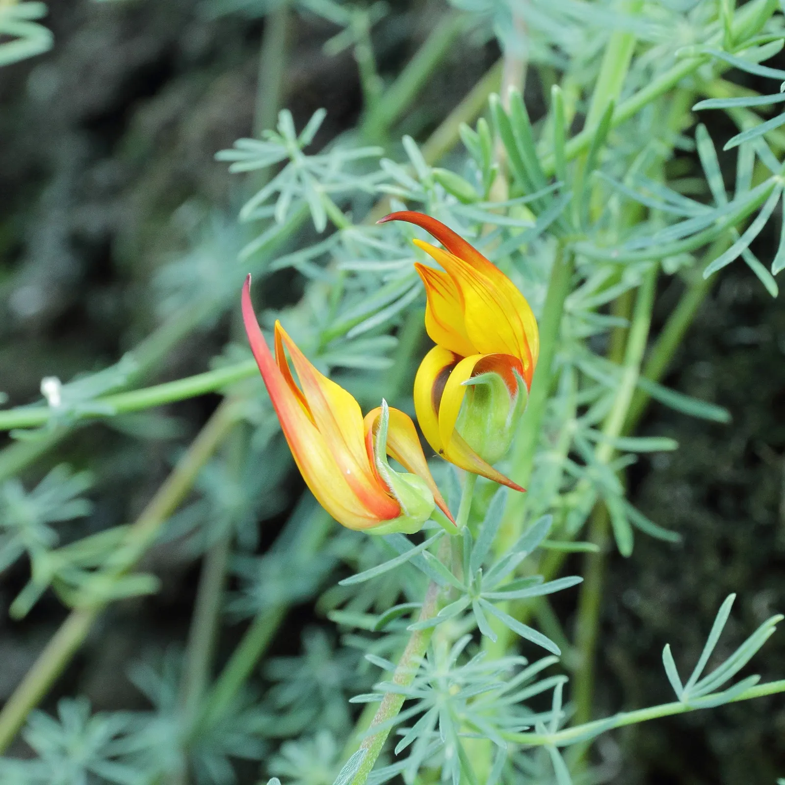 Canary Island Lotus (Lotus Maculatus) — ground cover / perennial with orange blooms; the Lotus maculatus provides a stunning foil to its remarkable floral