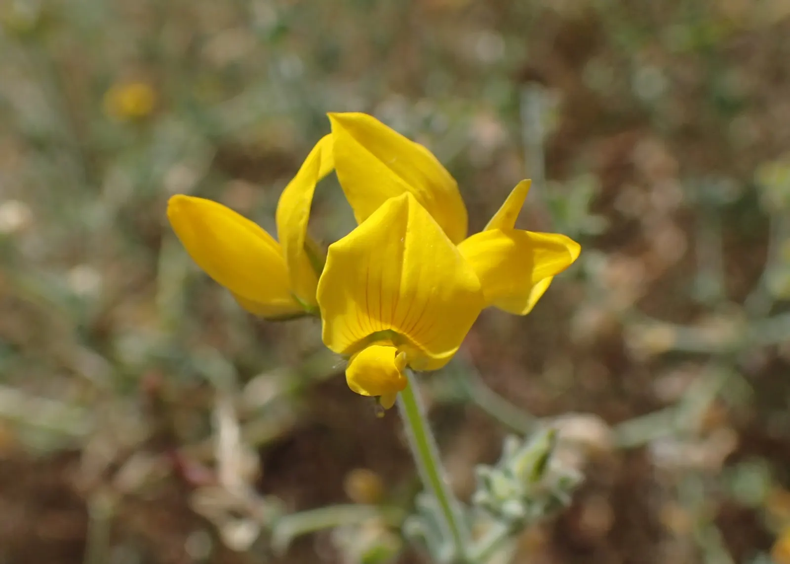 Canary Island Lotus (Lotus Maculatus) — is a striking perennial with trailing stems up to 2 feet long; thriving in USDA Hardiness Zones 9-11