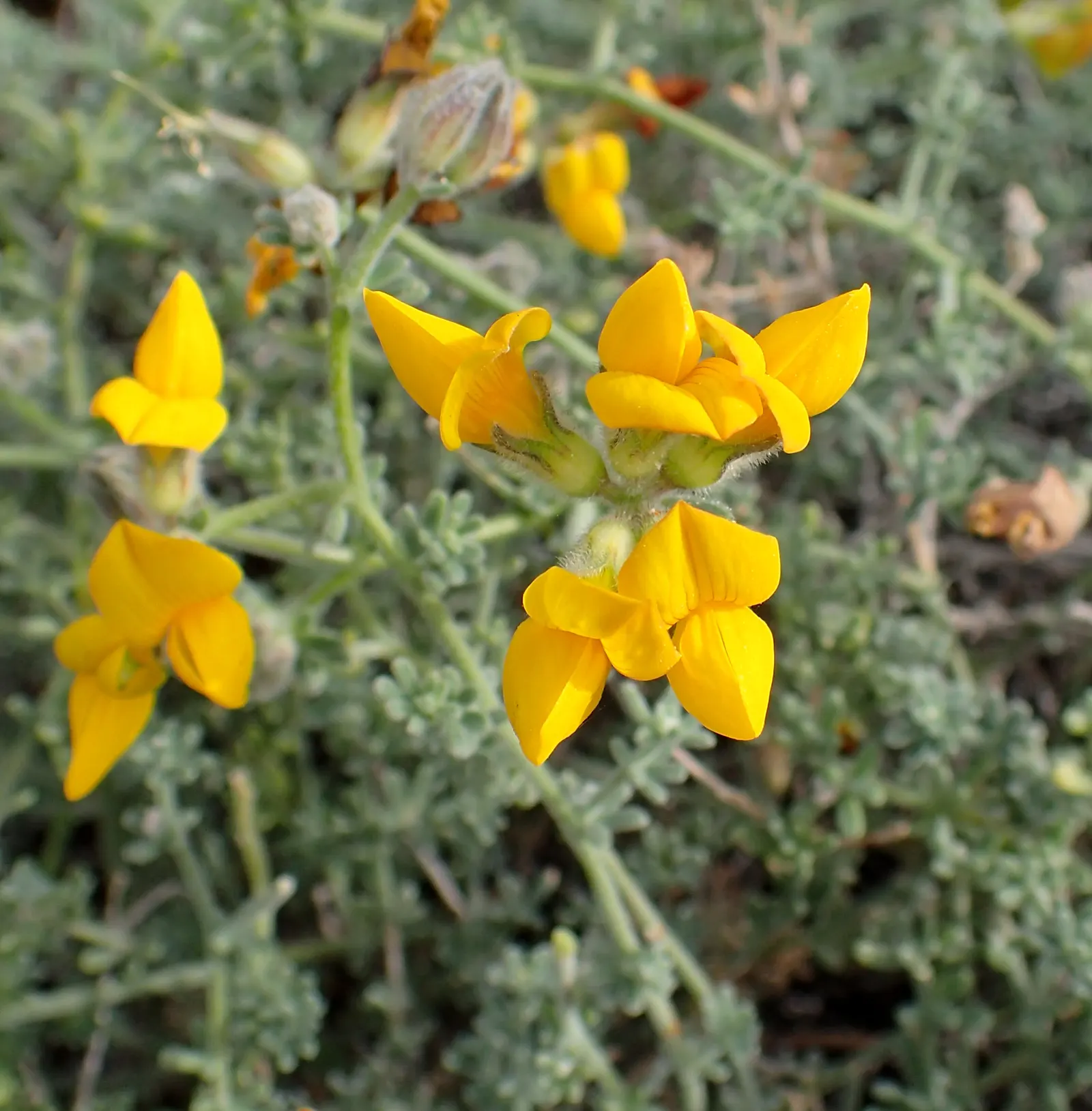 Canary Island Lotus (Lotus Maculatus) — This plant favors well-drained soil and tolerates drought