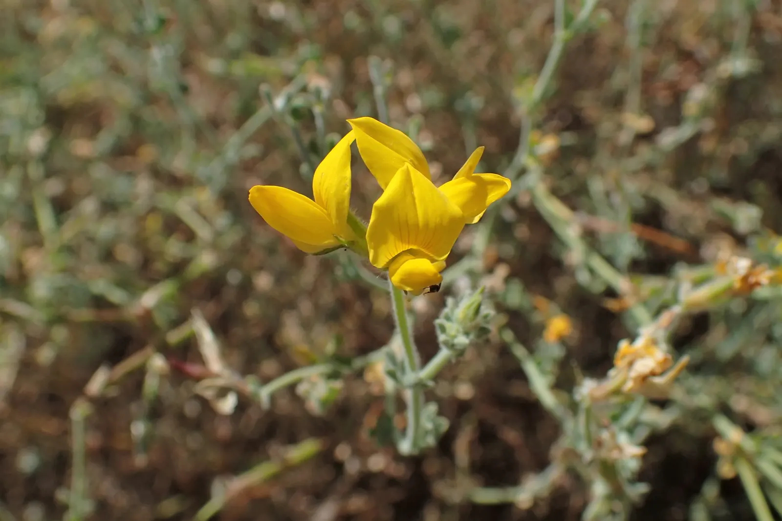 Canary Island Lotus (Lotus Maculatus) — requiring full sun and well-drained soil; this plant favors well-drained soil and tolerates drought