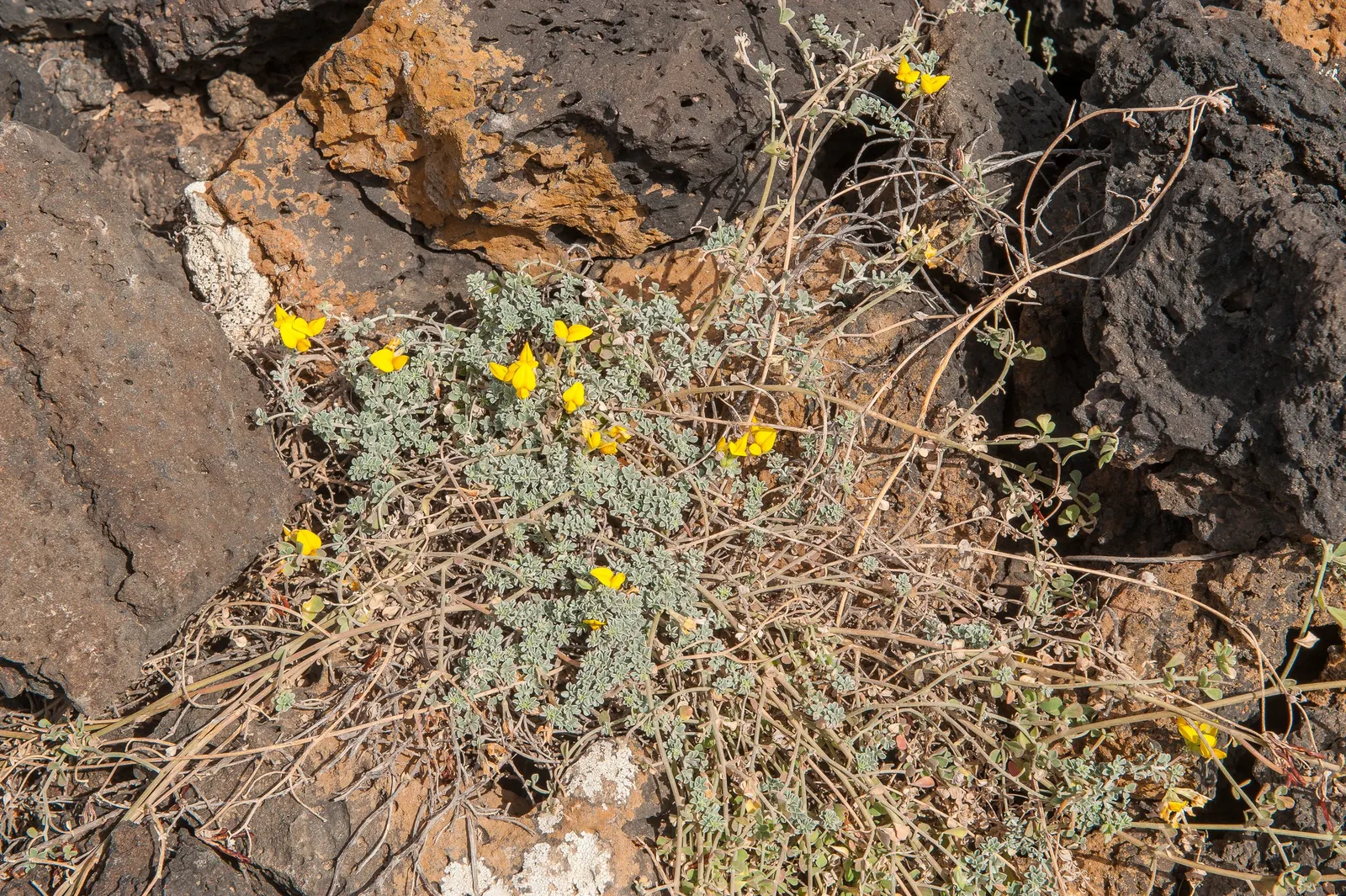Canary Island Lotus (Lotus Maculatus) — lends a vibrant and exotic touch to any landscape with its arresting appearance and unique characteristics