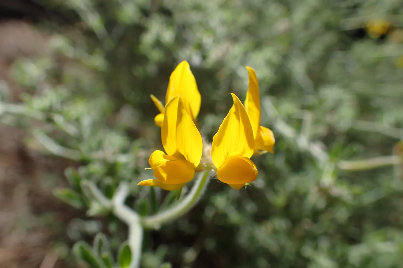 Canary Island Lotus (Lotus Maculatus) — it thrives in USDA zones 9-11; adding a vivid splash of color to Mediterranean and coastal gardens