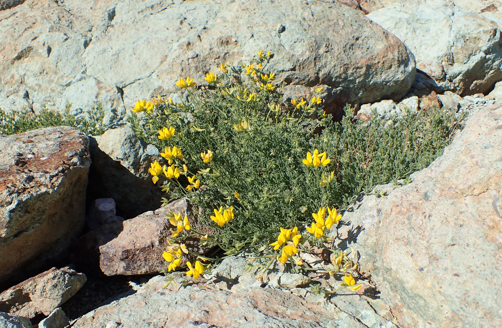 Canary Island Lotus (Lotus Maculatus) — requiring full sun and well-drained soil