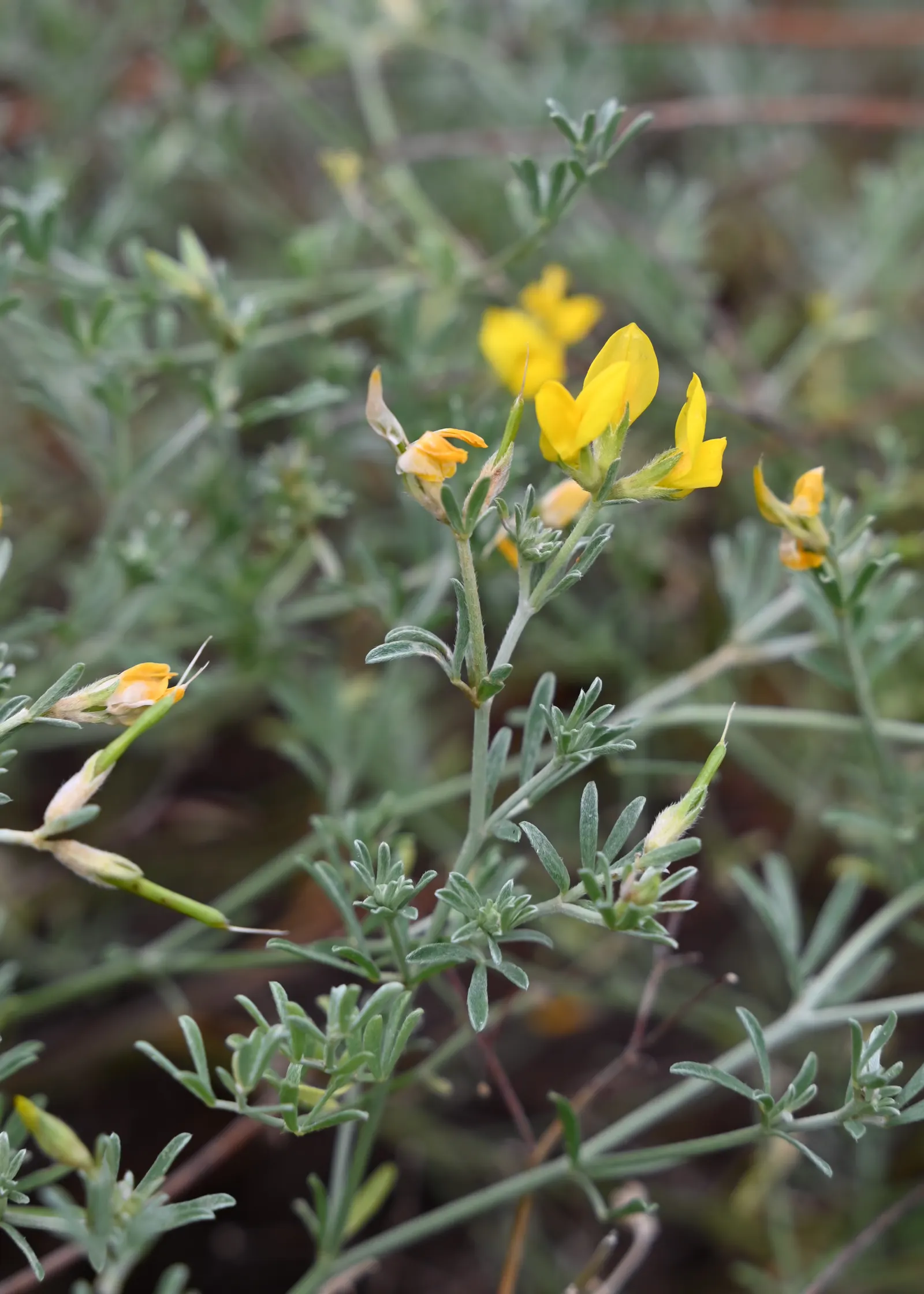 Canary Island Lotus (Lotus Maculatus) — it thrives in USDA zones 9-11