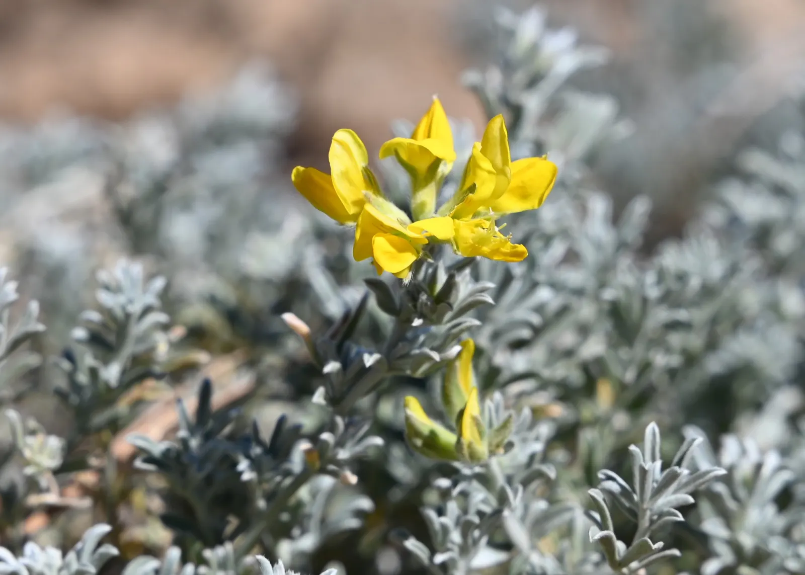 Canary Island Lotus (Lotus Maculatus) — resembling parrot's beaks; lends a vibrant and exotic touch to any landscape with its arresting appearance and unique