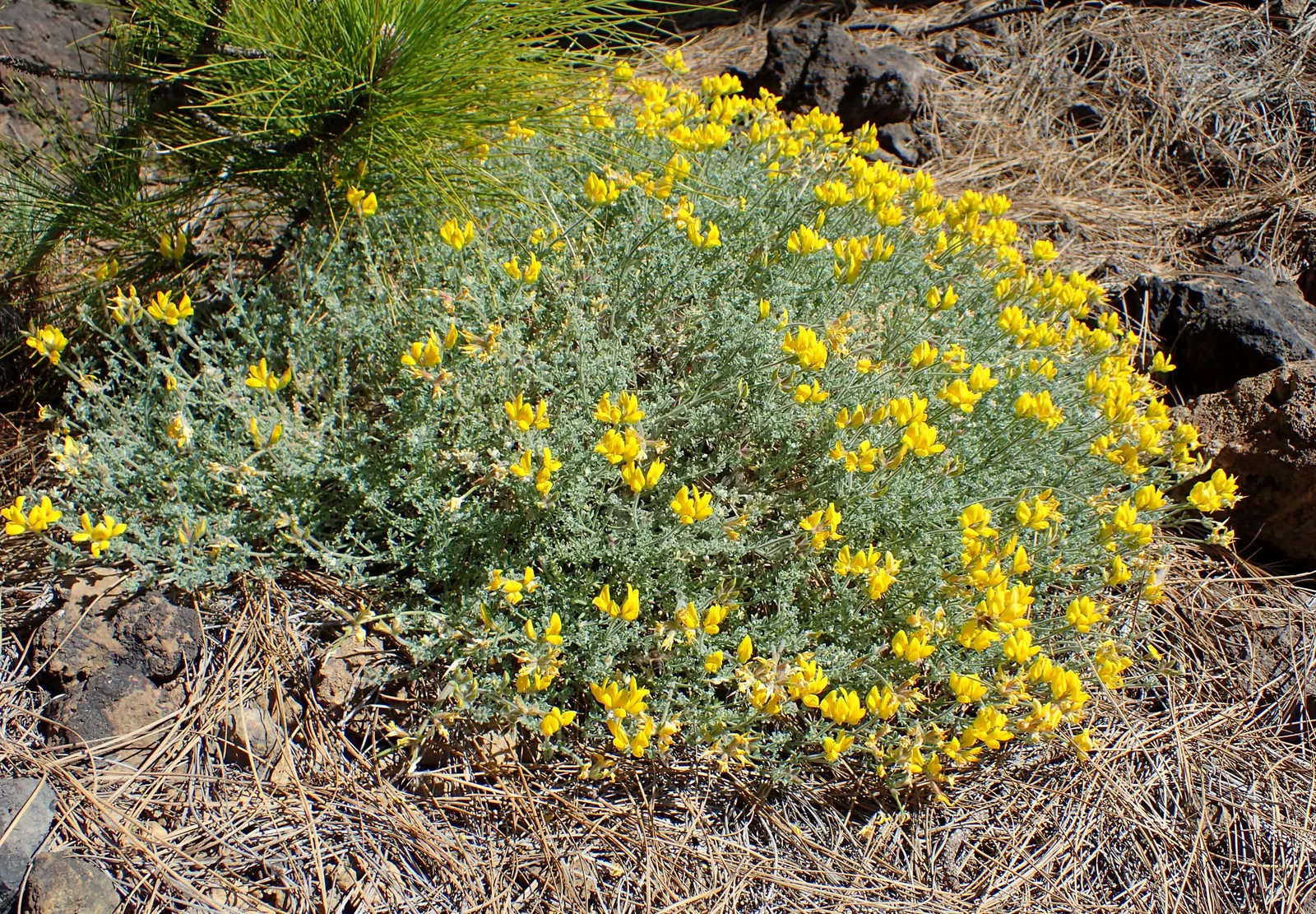 Canary Island Lotus (Lotus Maculatus) — is a striking perennial with trailing stems up to 2 feet long